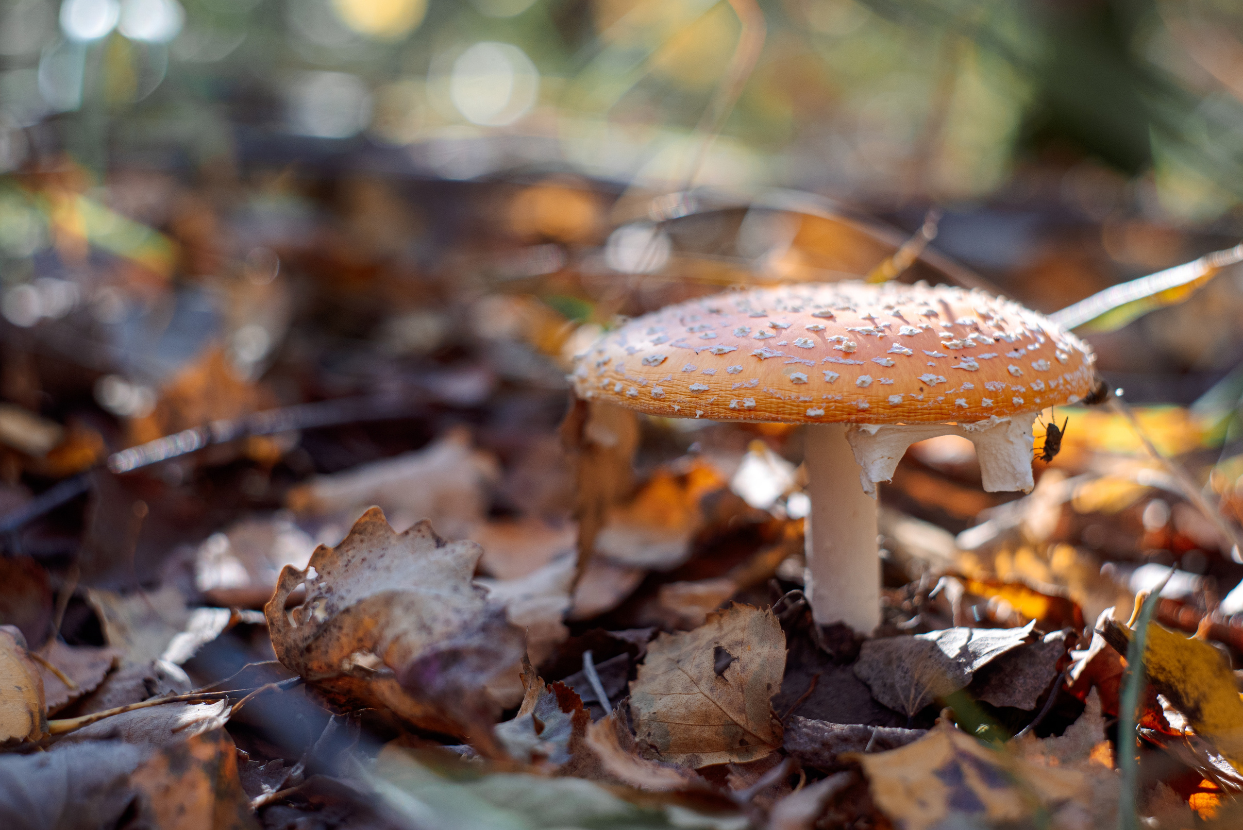 Художественное макро. Мотофотограф в Нижнем Новгороде Динара Зуйкова