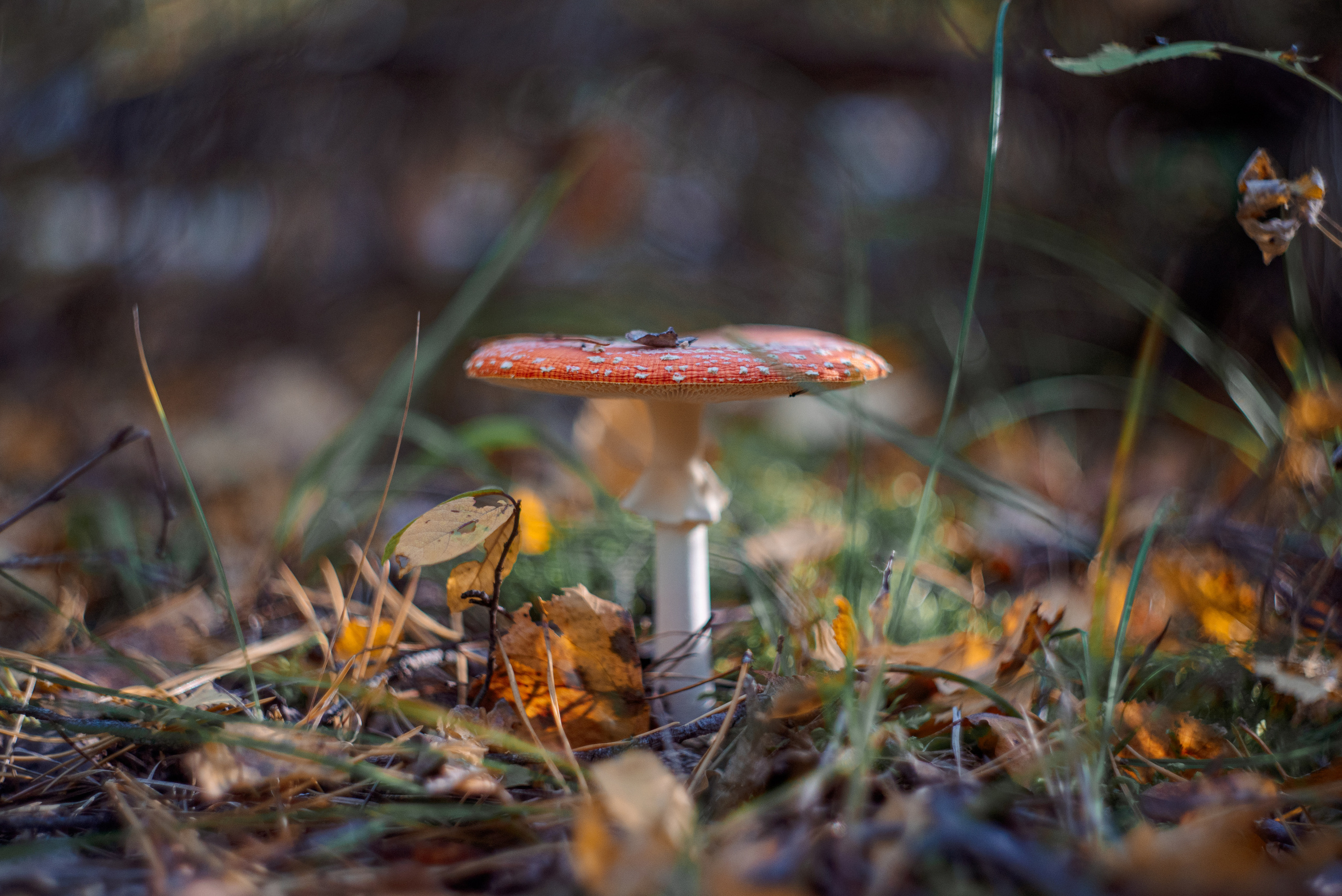Художественное макро. Мотофотограф в Нижнем Новгороде Динара Зуйкова