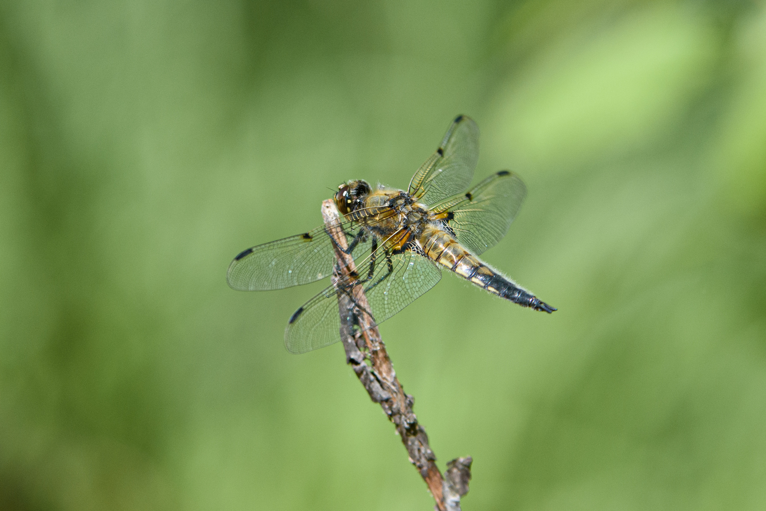 Художественное макро. Мотофотограф в Нижнем Новгороде Динара Зуйкова