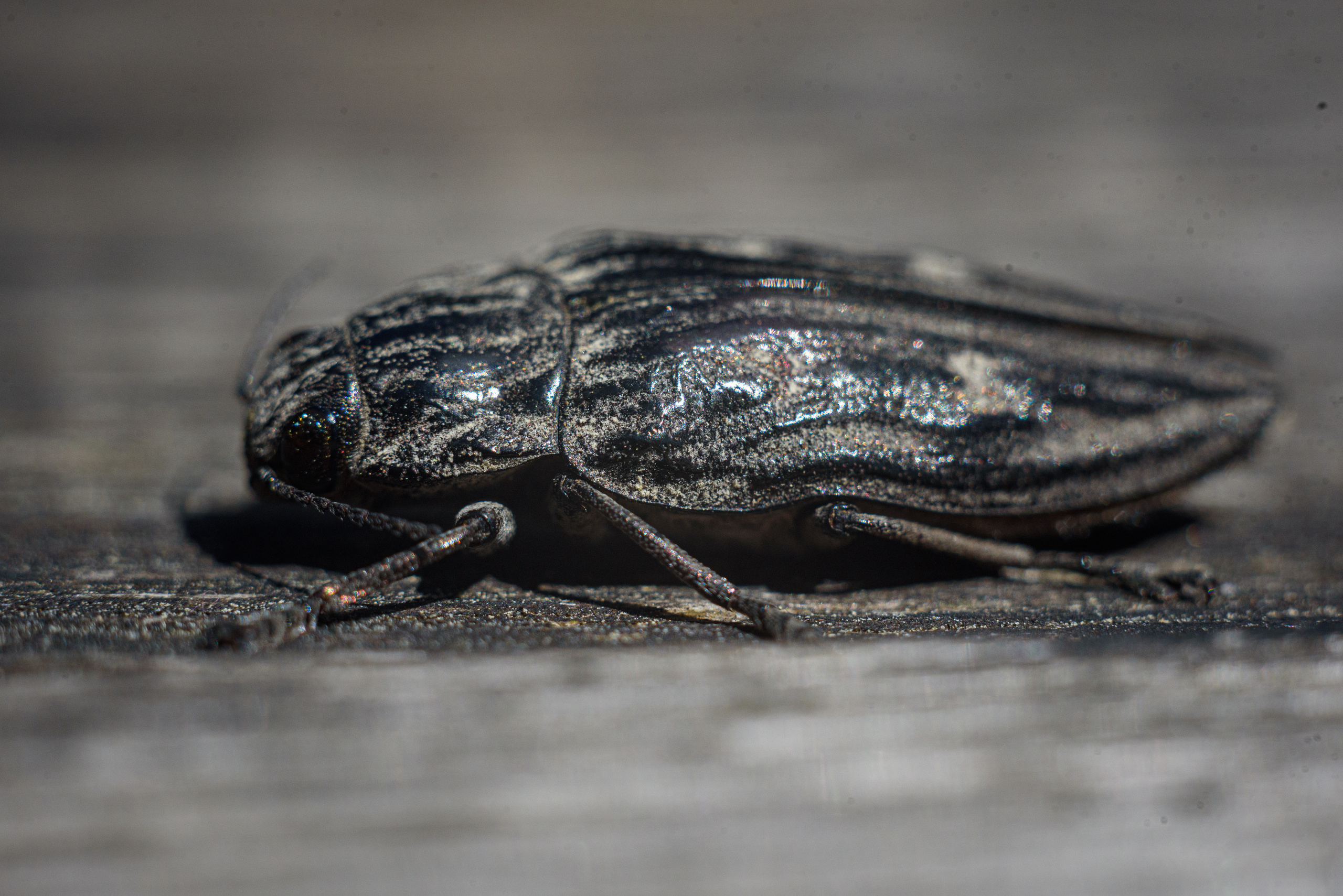 Художественное макро. Мотофотограф в Нижнем Новгороде Динара Зуйкова