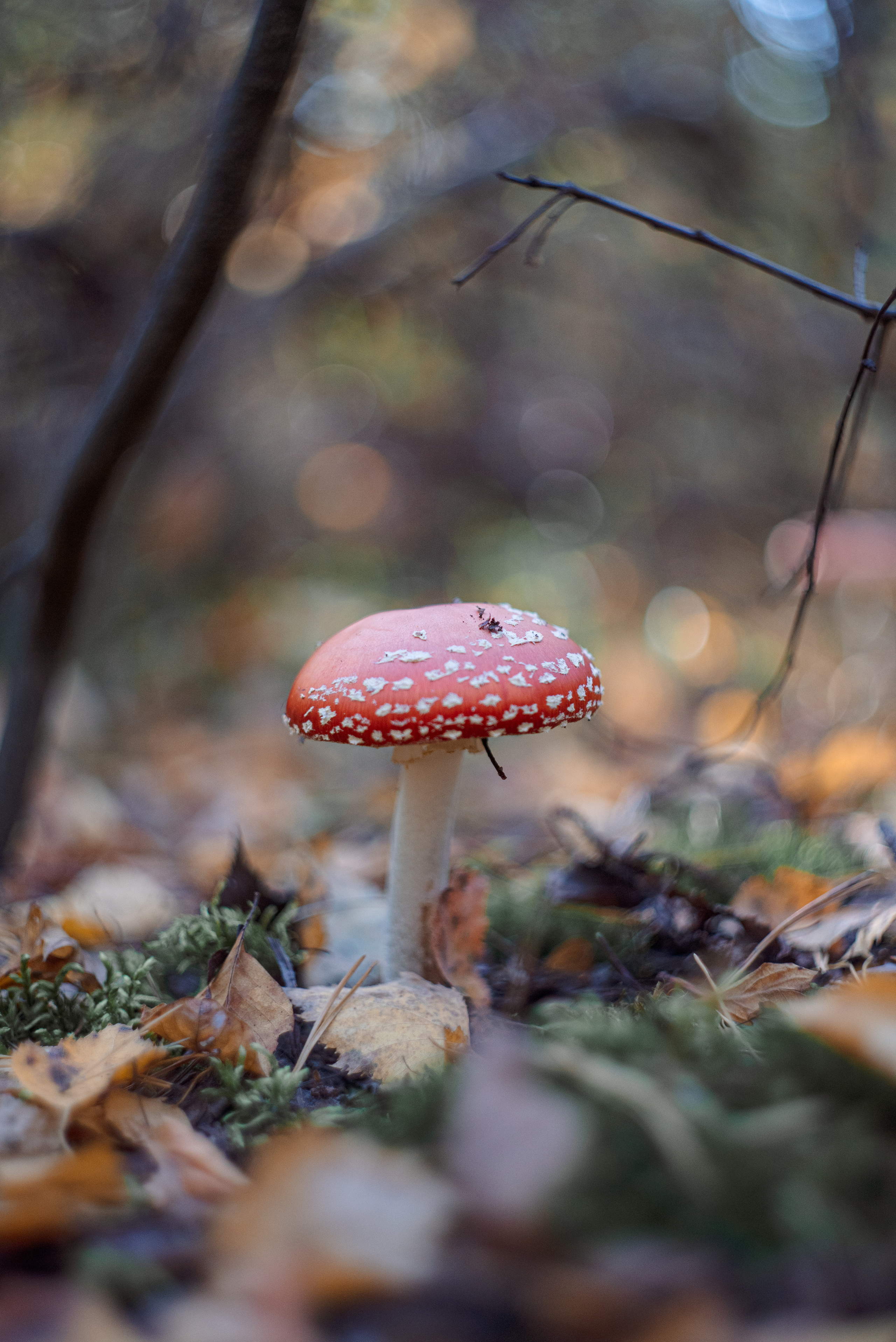 Художественное макро. Мотофотограф в Нижнем Новгороде Динара Зуйкова