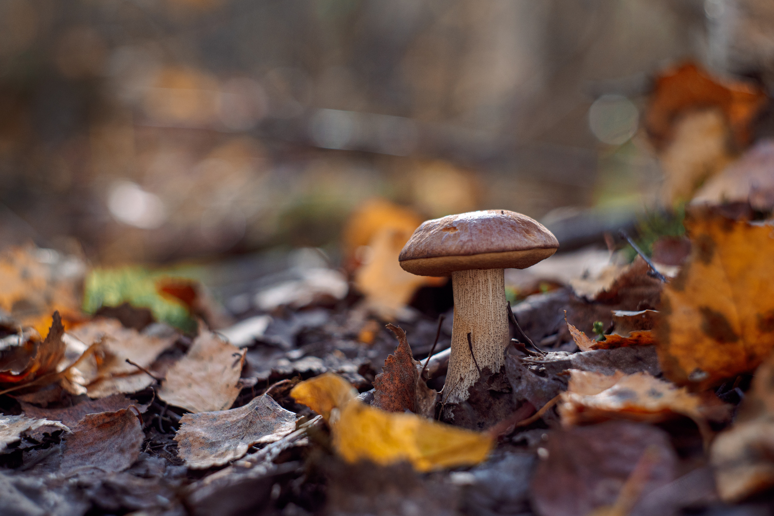 Художественное макро. Мотофотограф в Нижнем Новгороде Динара Зуйкова