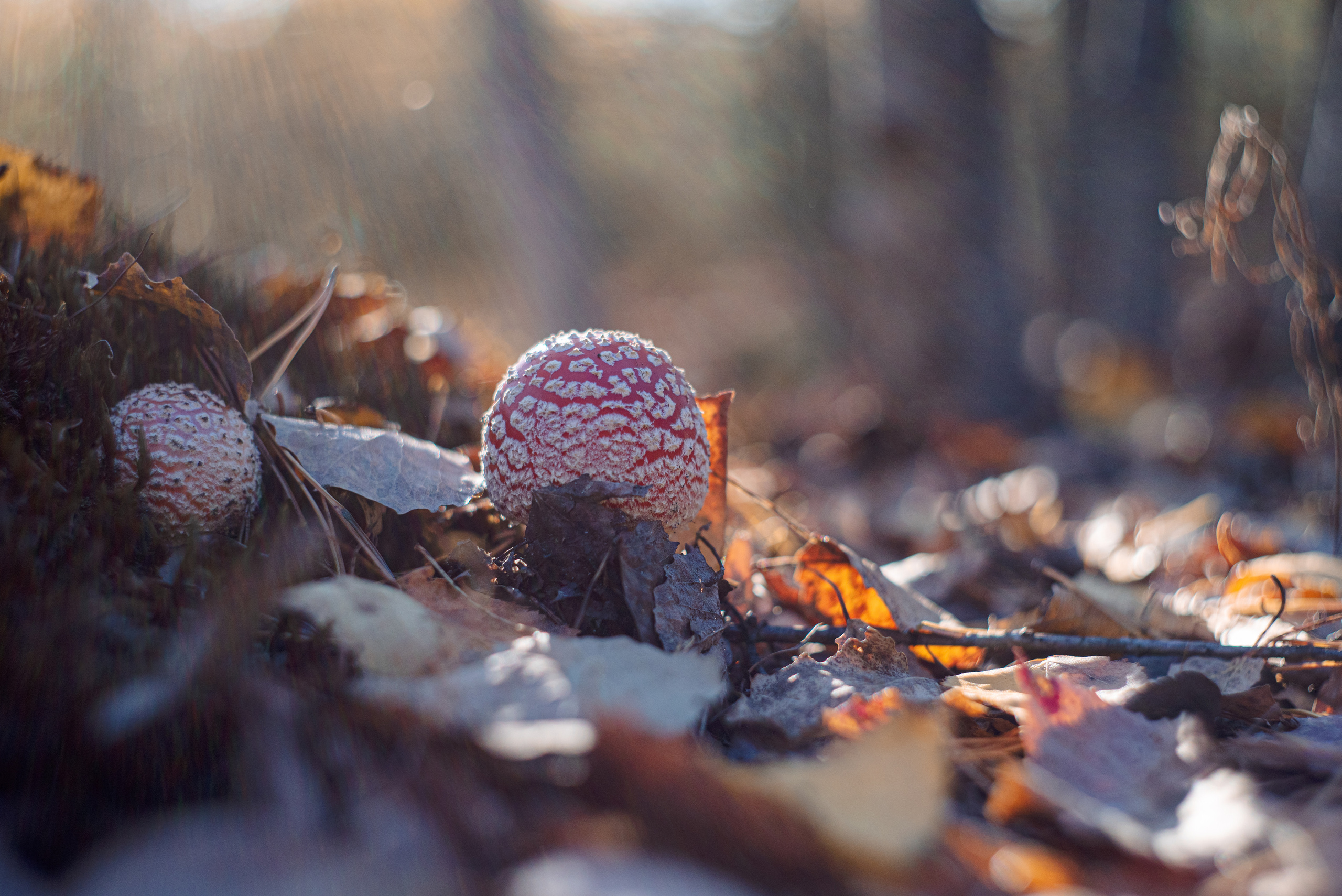 Художественное макро. Мотофотограф в Нижнем Новгороде Динара Зуйкова