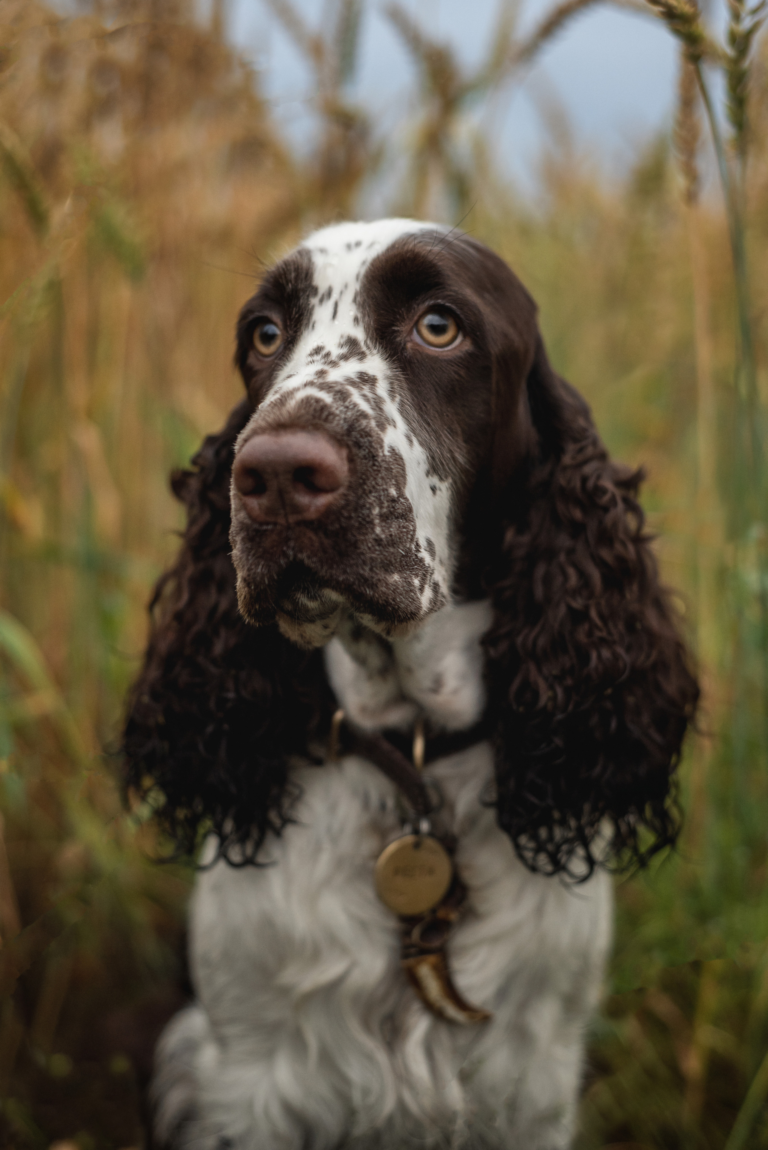 Собаки. Мотофотограф в Нижнем Новгороде Динара Зуйкова