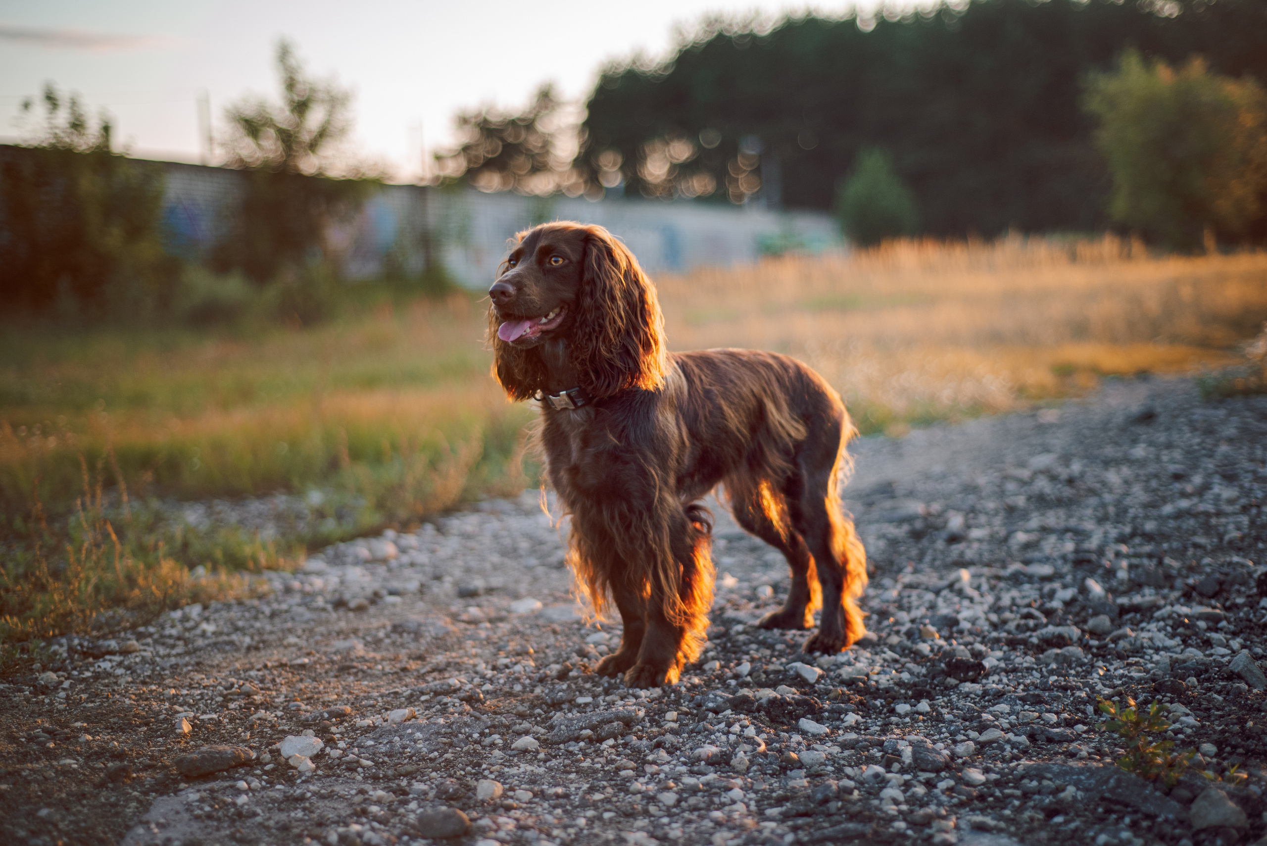 Собаки. Мотофотограф в Нижнем Новгороде Динара Зуйкова