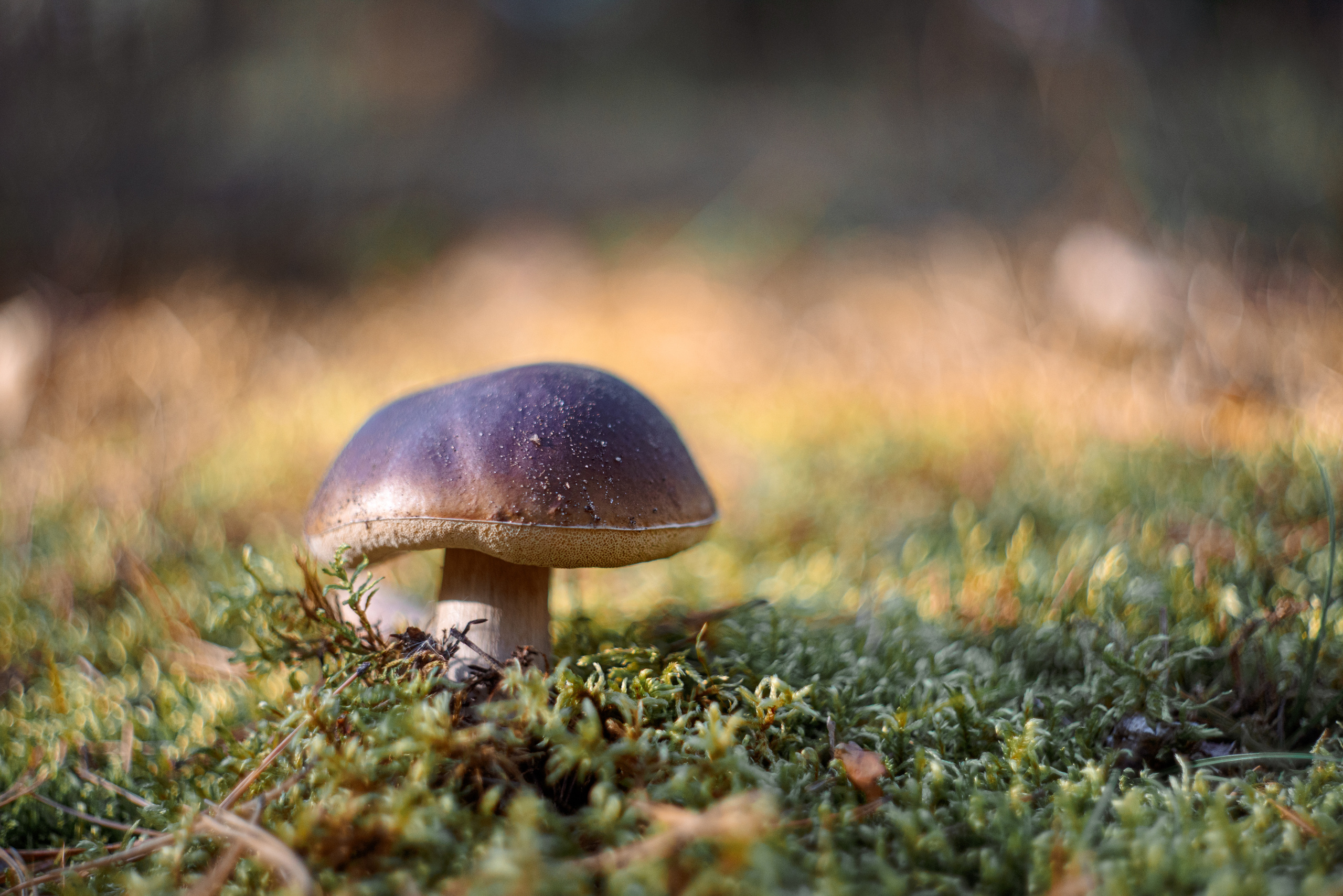 Художественное макро. Мотофотограф в Нижнем Новгороде Динара Зуйкова