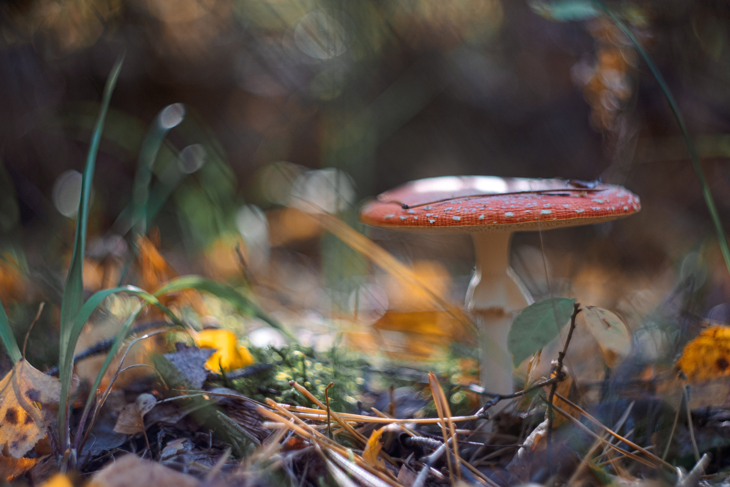 Художественное макро. Мотофотограф в Нижнем Новгороде Динара Зуйкова