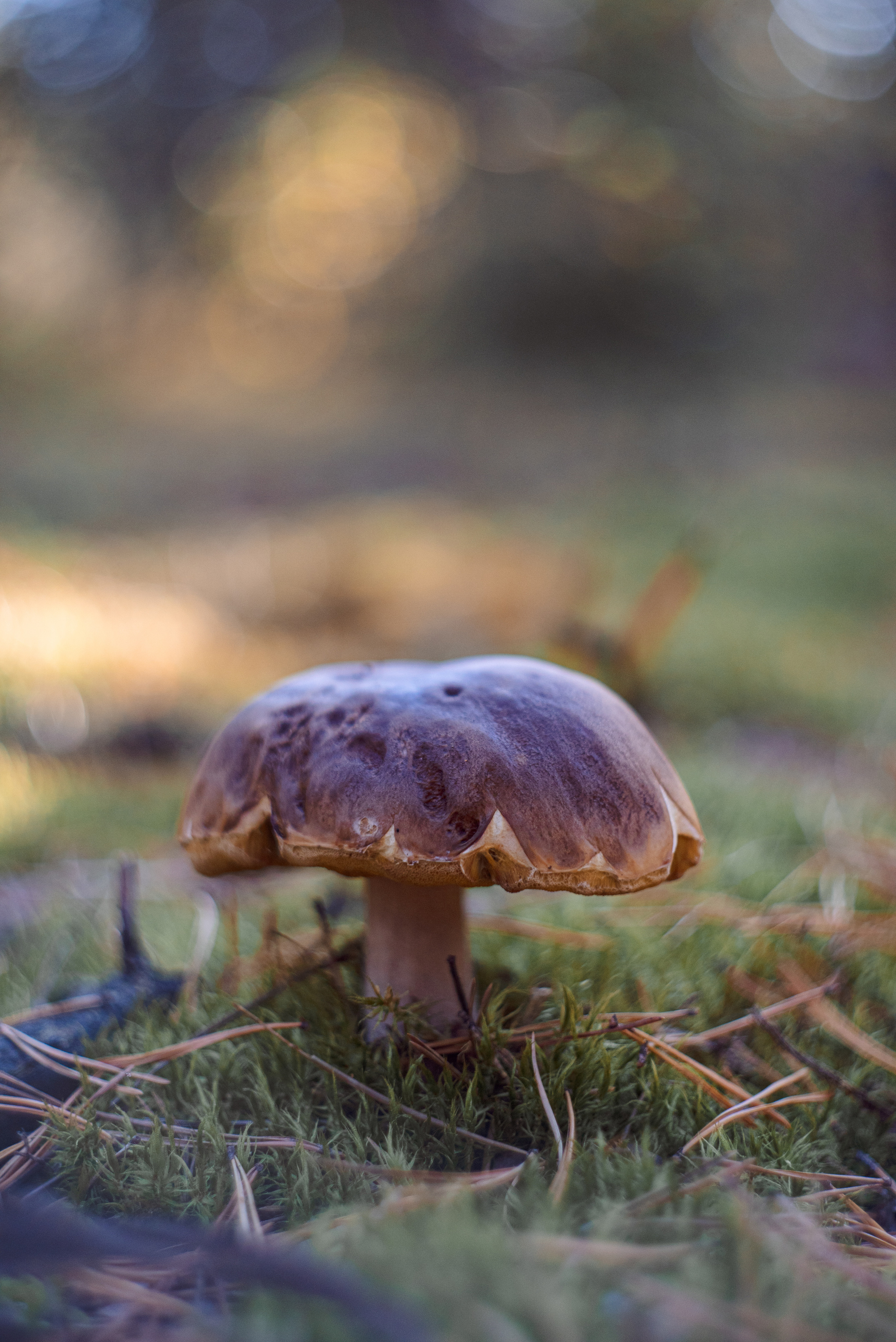 Художественное макро. Мотофотограф в Нижнем Новгороде Динара Зуйкова