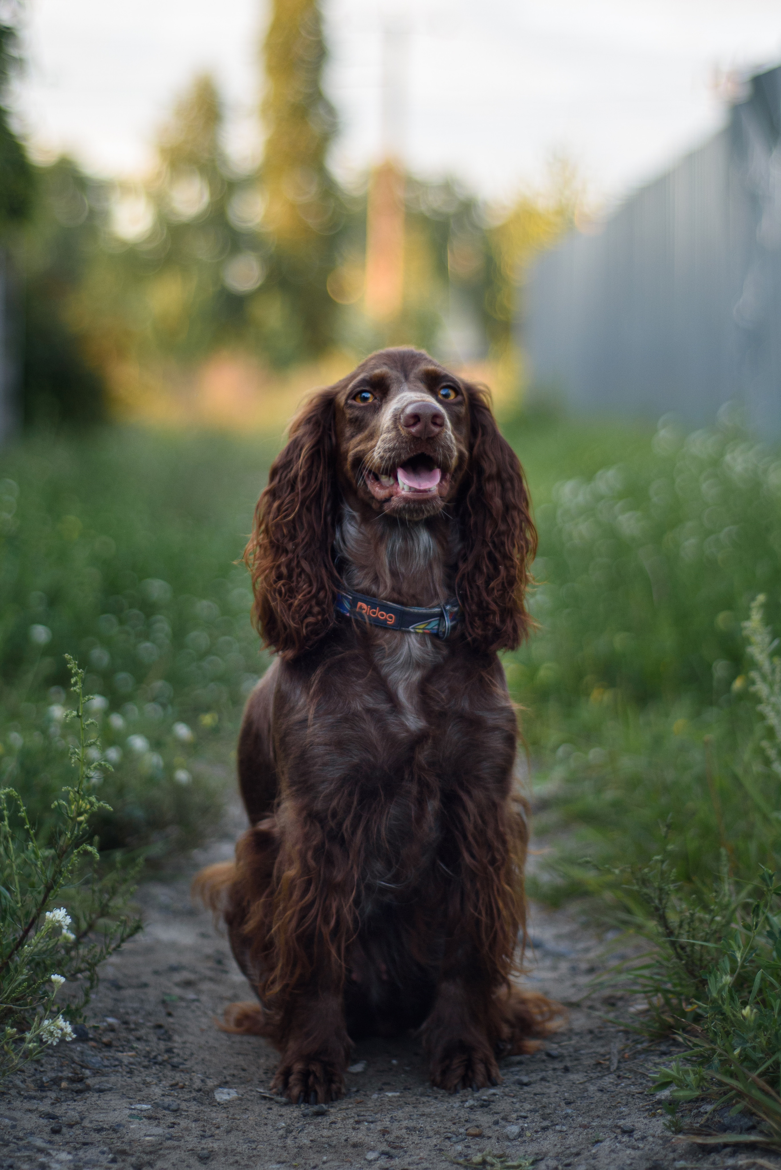 Собаки. Мотофотограф в Нижнем Новгороде Динара Зуйкова