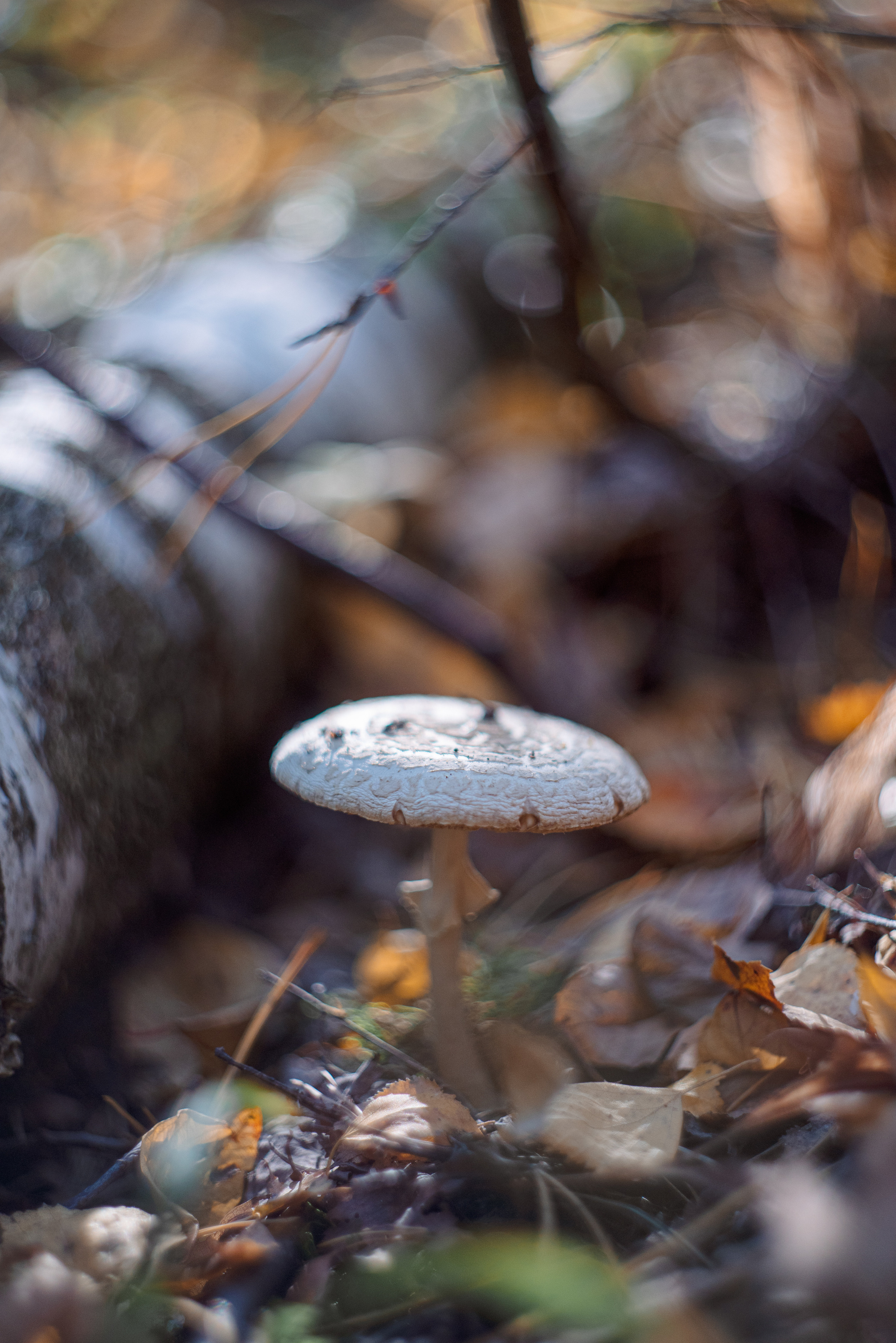 Художественное макро. Мотофотограф в Нижнем Новгороде Динара Зуйкова