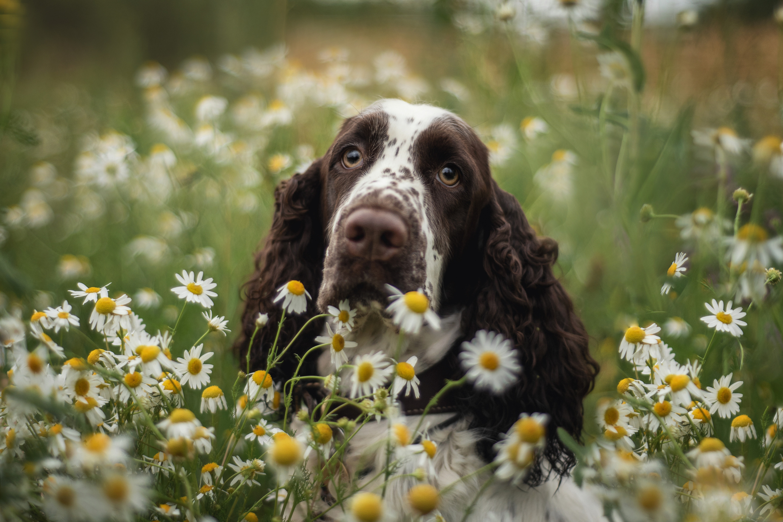 Леся и Веста. Мотофотограф в Нижнем Новгороде Динара Зуйкова