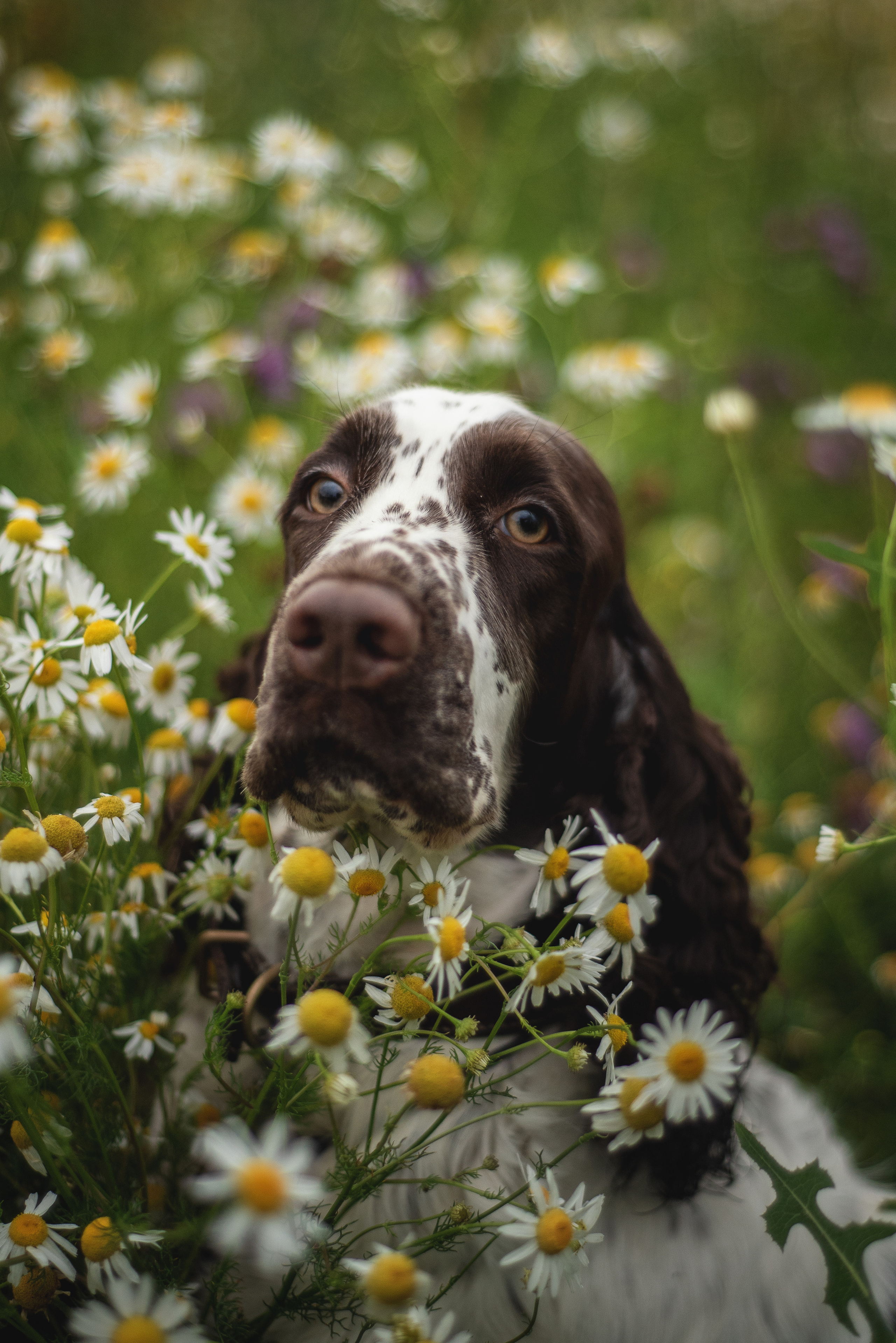 Леся и Веста. Мотофотограф в Нижнем Новгороде Динара Зуйкова
