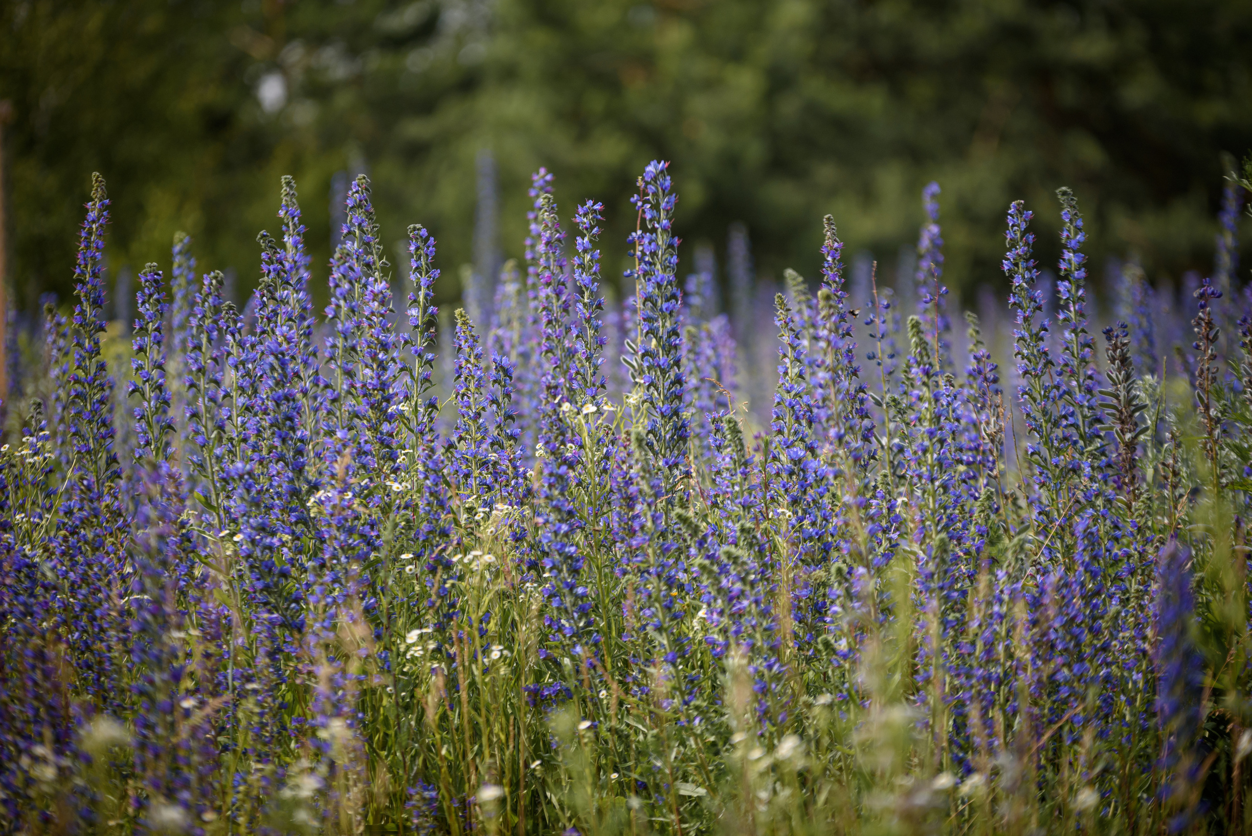 Природа. Мотофотограф в Нижнем Новгороде Динара Зуйкова
