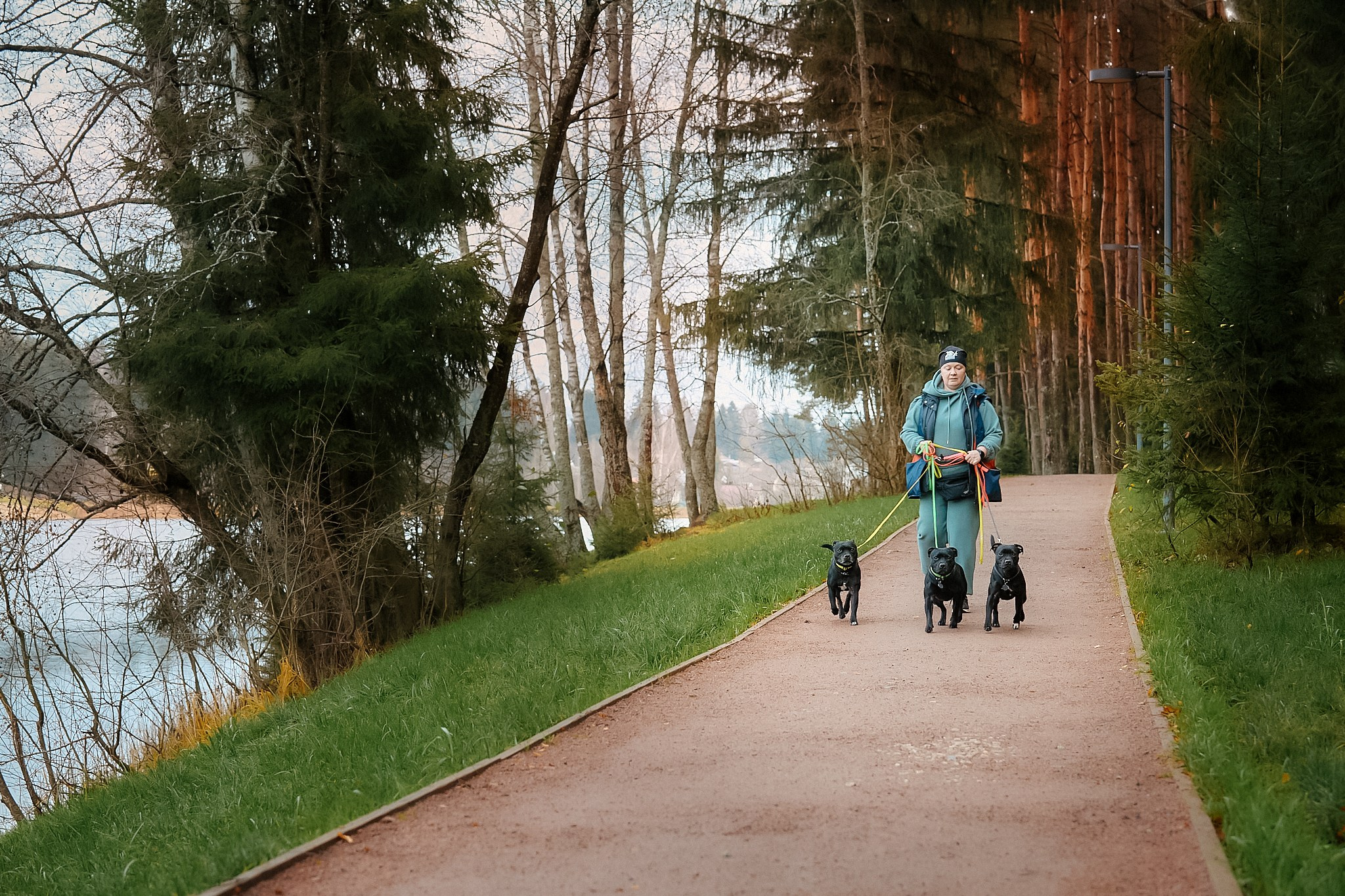 Стаффордширские бультерьеры — Тара, Кали и Лени. Главная