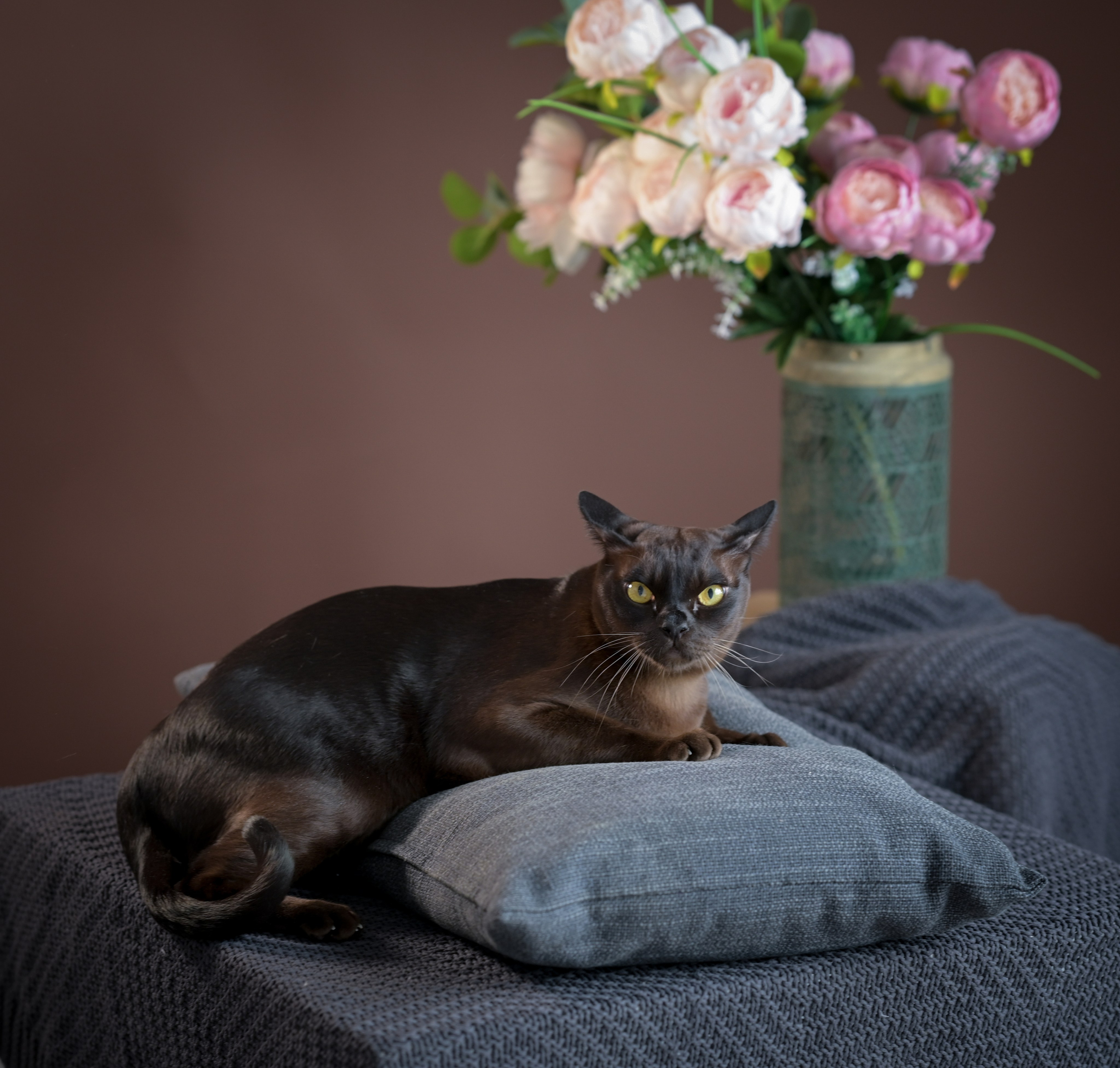 Любимые питомцы. Наталия Моргунова. Фотограф в Королеве и Москве