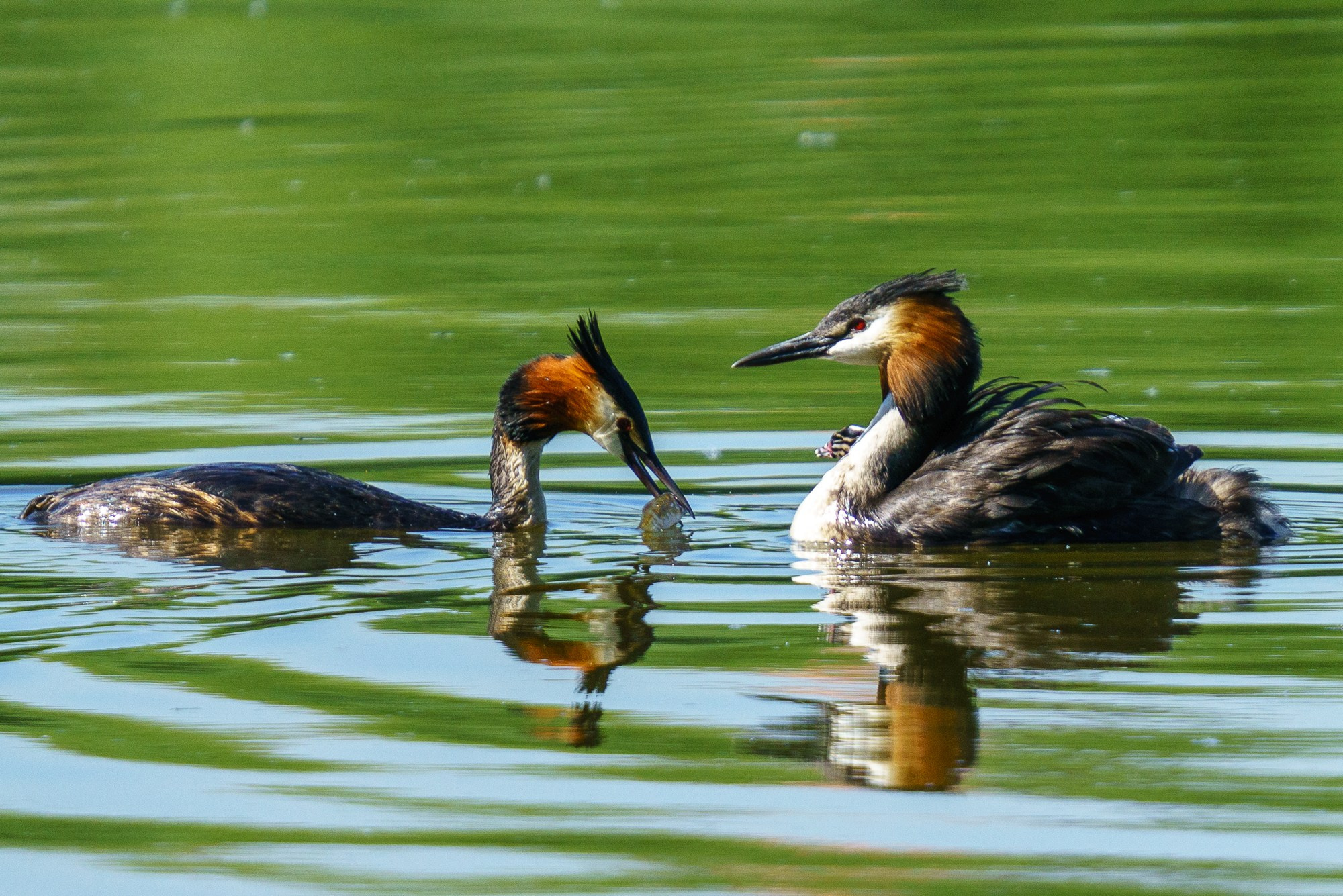 Удивительные мир птиц. Вокруг нас столько прекрасного — присмотритесь!. Ваш личный фотограф Марина Волкова