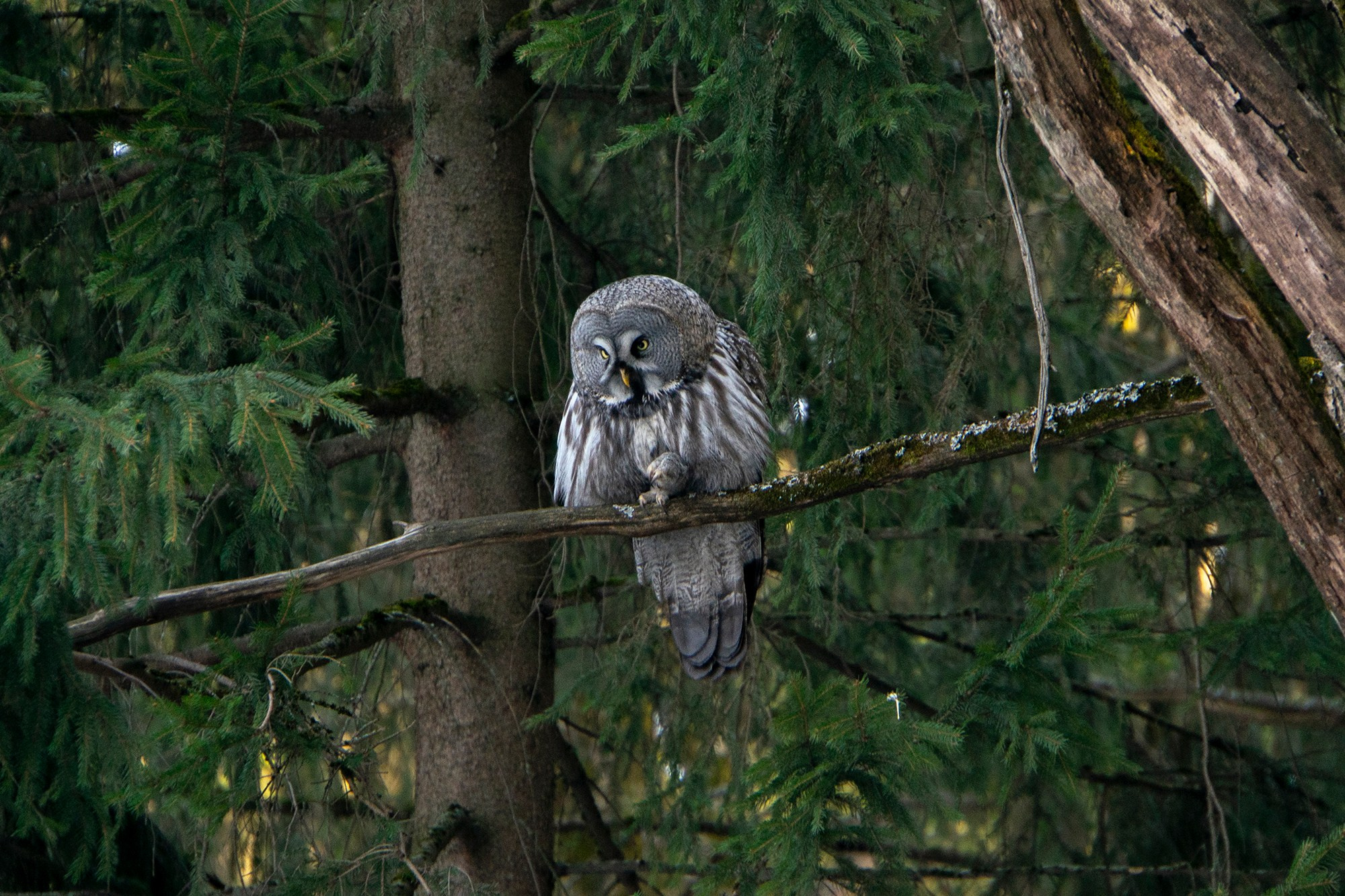 Удивительные мир птиц. Вокруг нас столько прекрасного — присмотритесь!. Ваш личный фотограф Марина Волкова