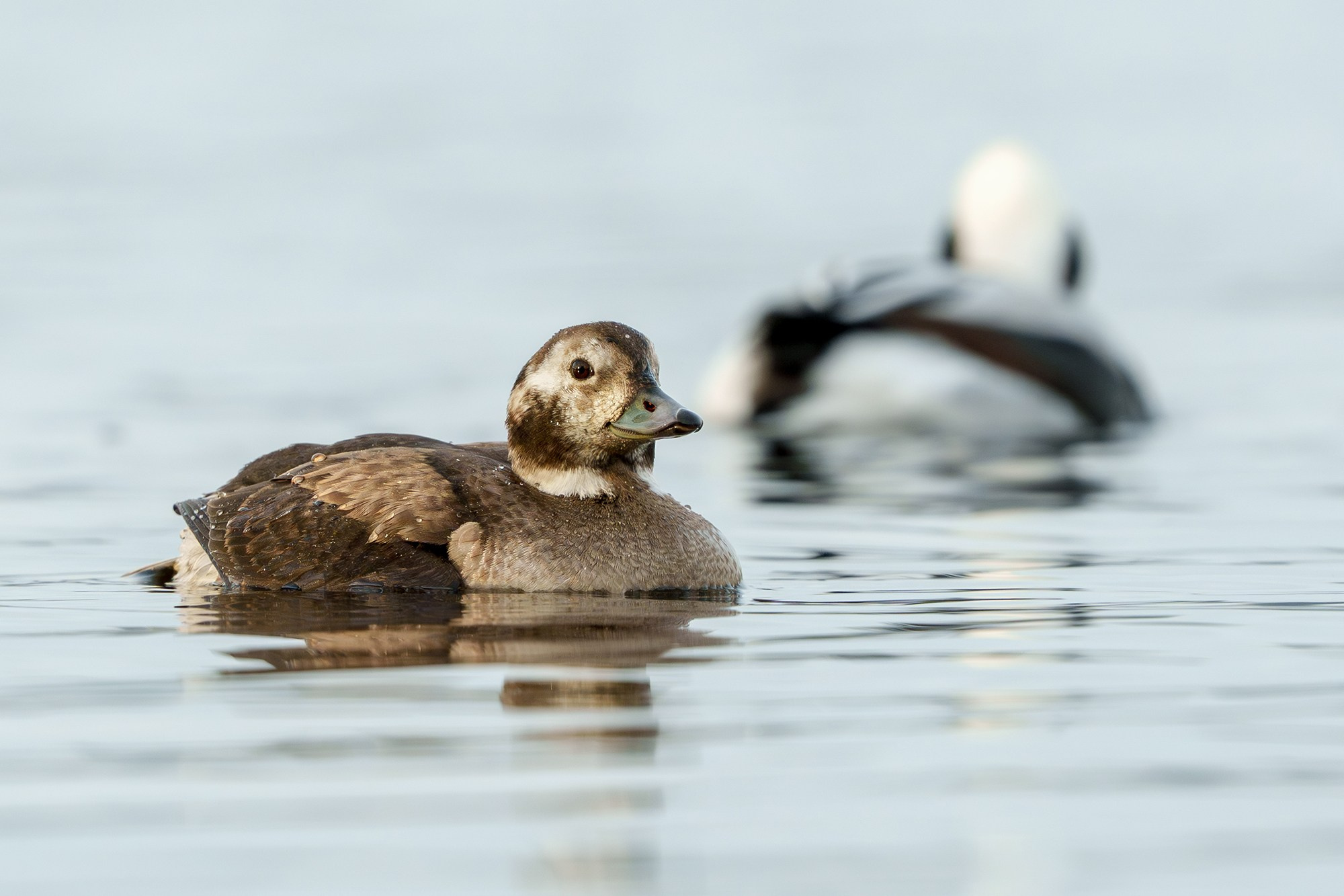Удивительные мир птиц. Вокруг нас столько прекрасного — присмотритесь!. Ваш личный фотограф Марина Волкова