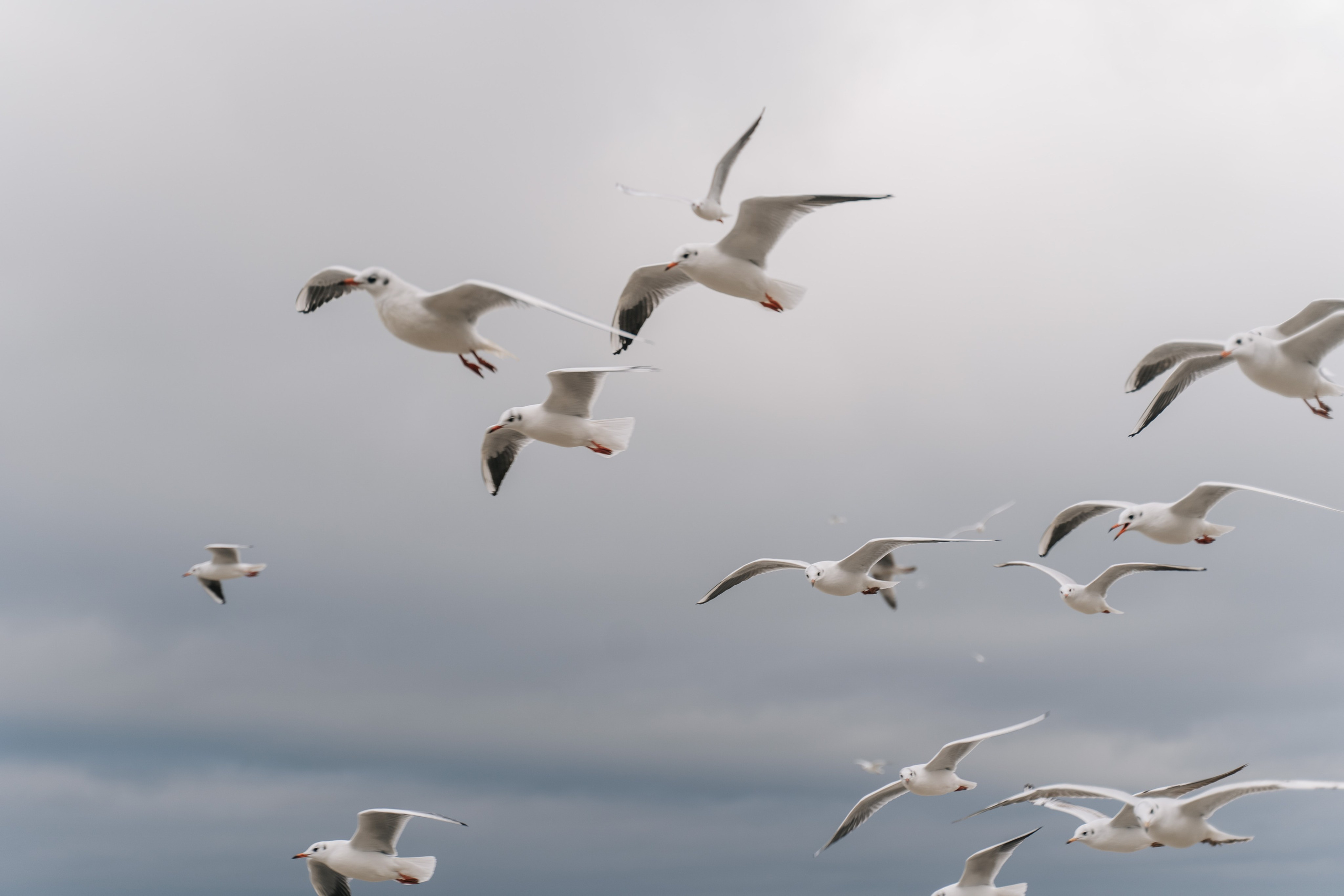 Семейный и свадебный фотограф Мария Нетребко г. Калининград