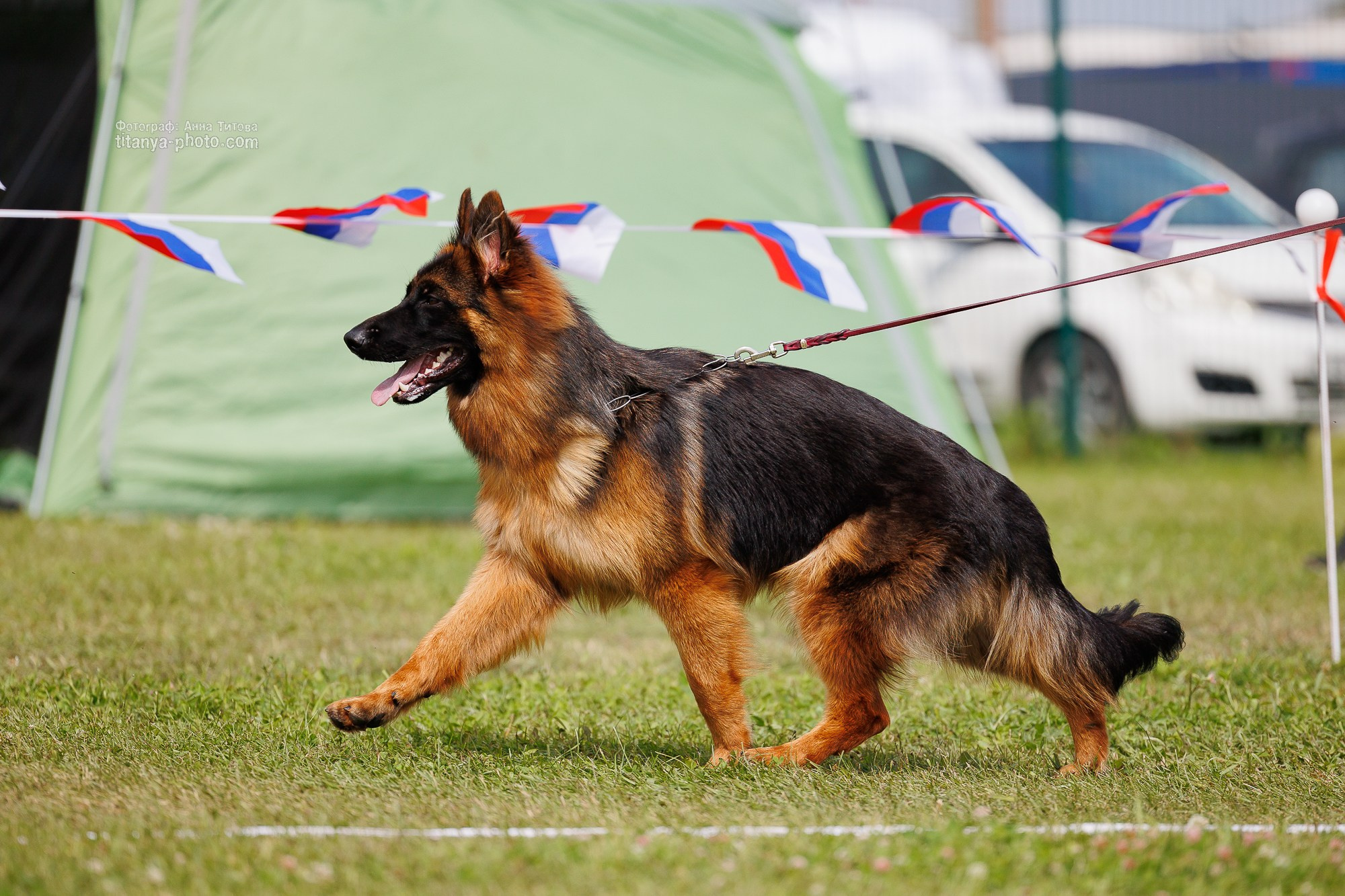 Немецкие овчарки: фото из рингов и вне ринга, мутпроба (фотографии с выставок). Фотограф собак, фотограф-анималист Аня Титова (Titanya). Москва