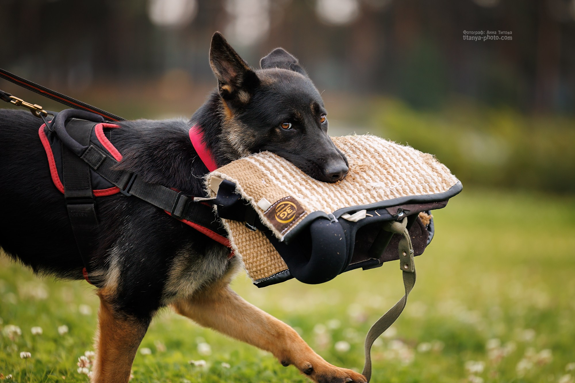 Тренировка по защите в питомнике немецких овчарок «Легенда Волги». Фотограф собак, фотограф-анималист Аня Титова (Titanya). Москва