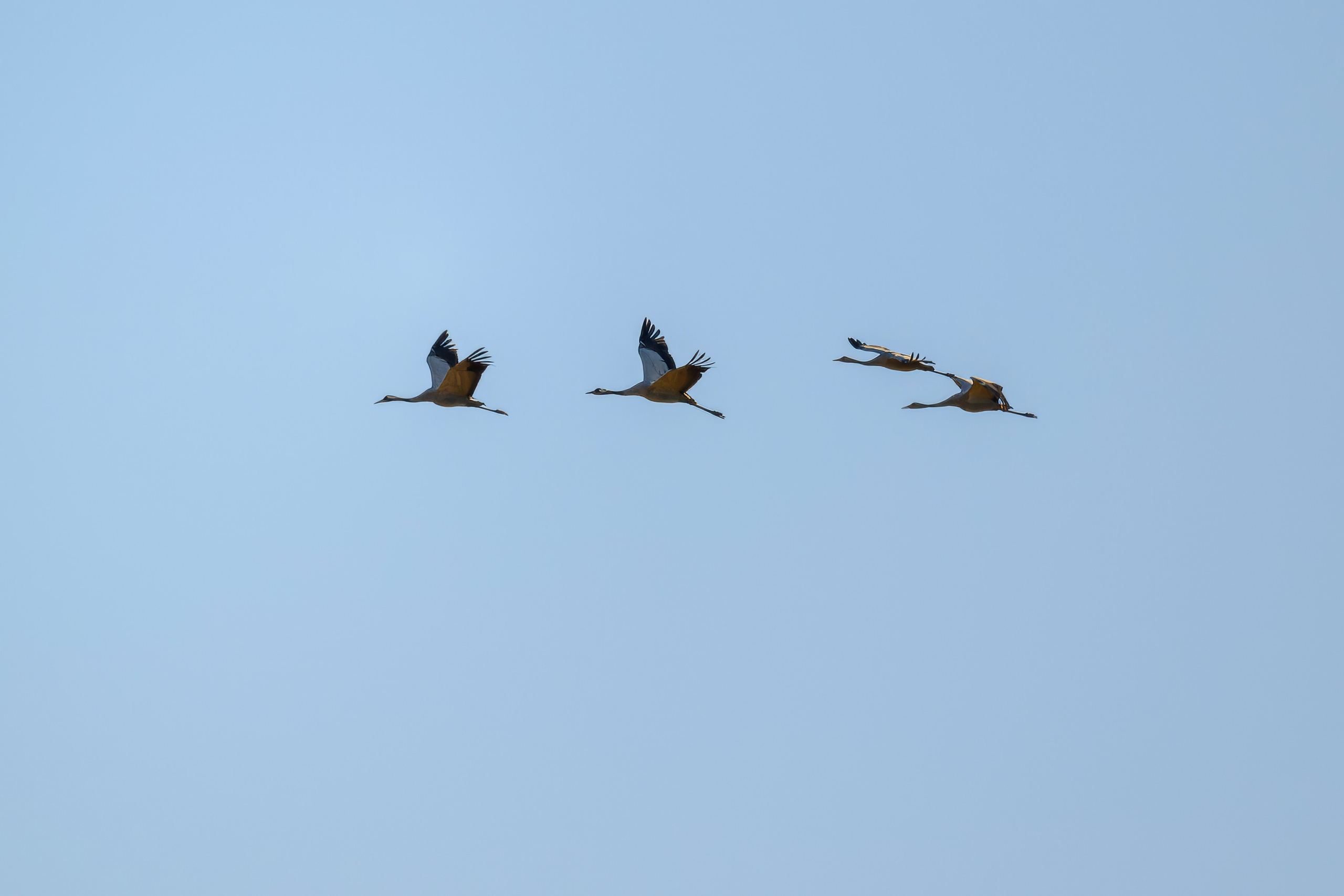 Журавлей спугнули. The cranes were scared away. Фотограф Сергей Пупонин
