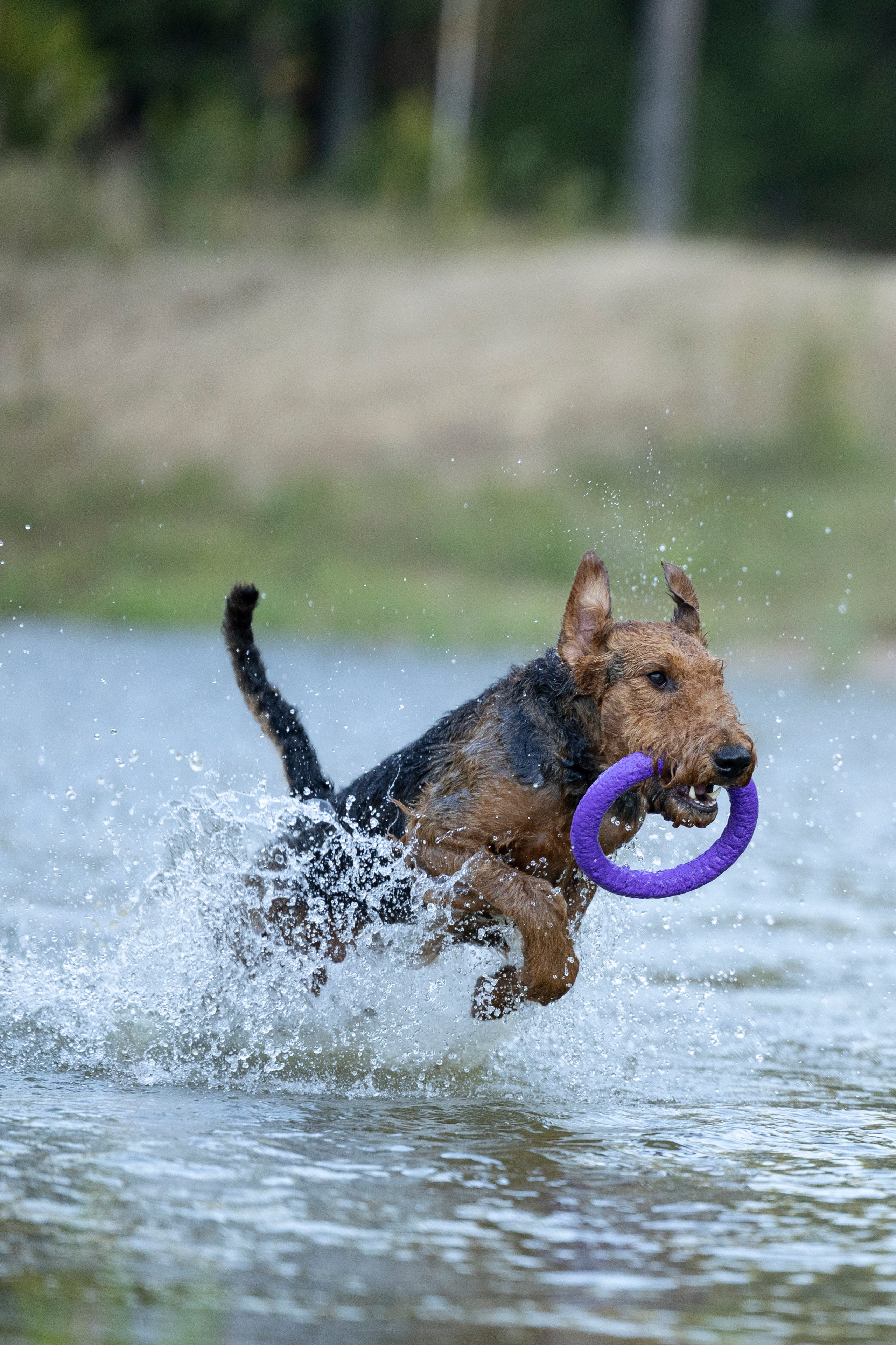 Харди. Фотограф-анималист Анна Маринич