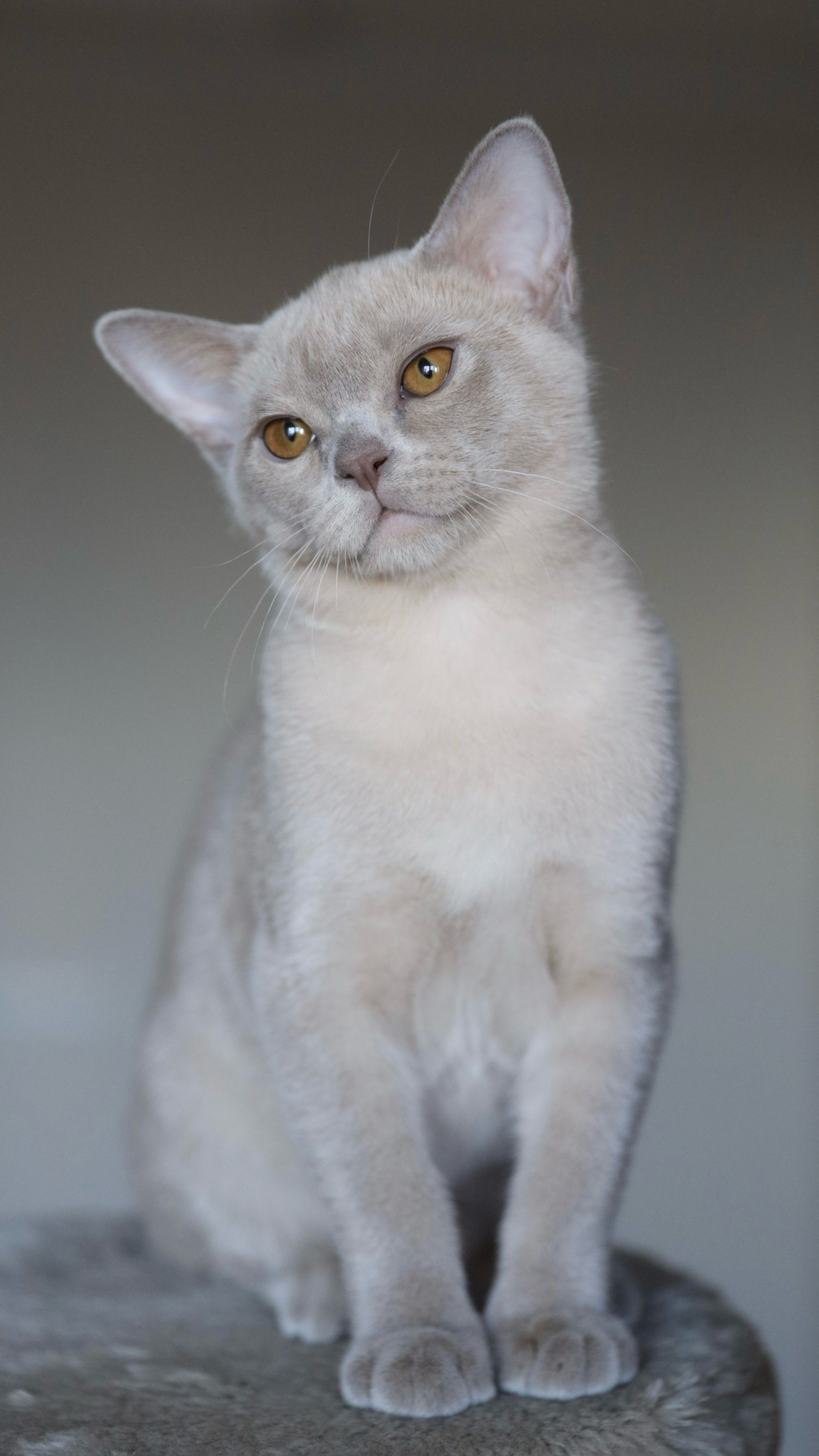 Chester. Cattery “Bouncy Life”