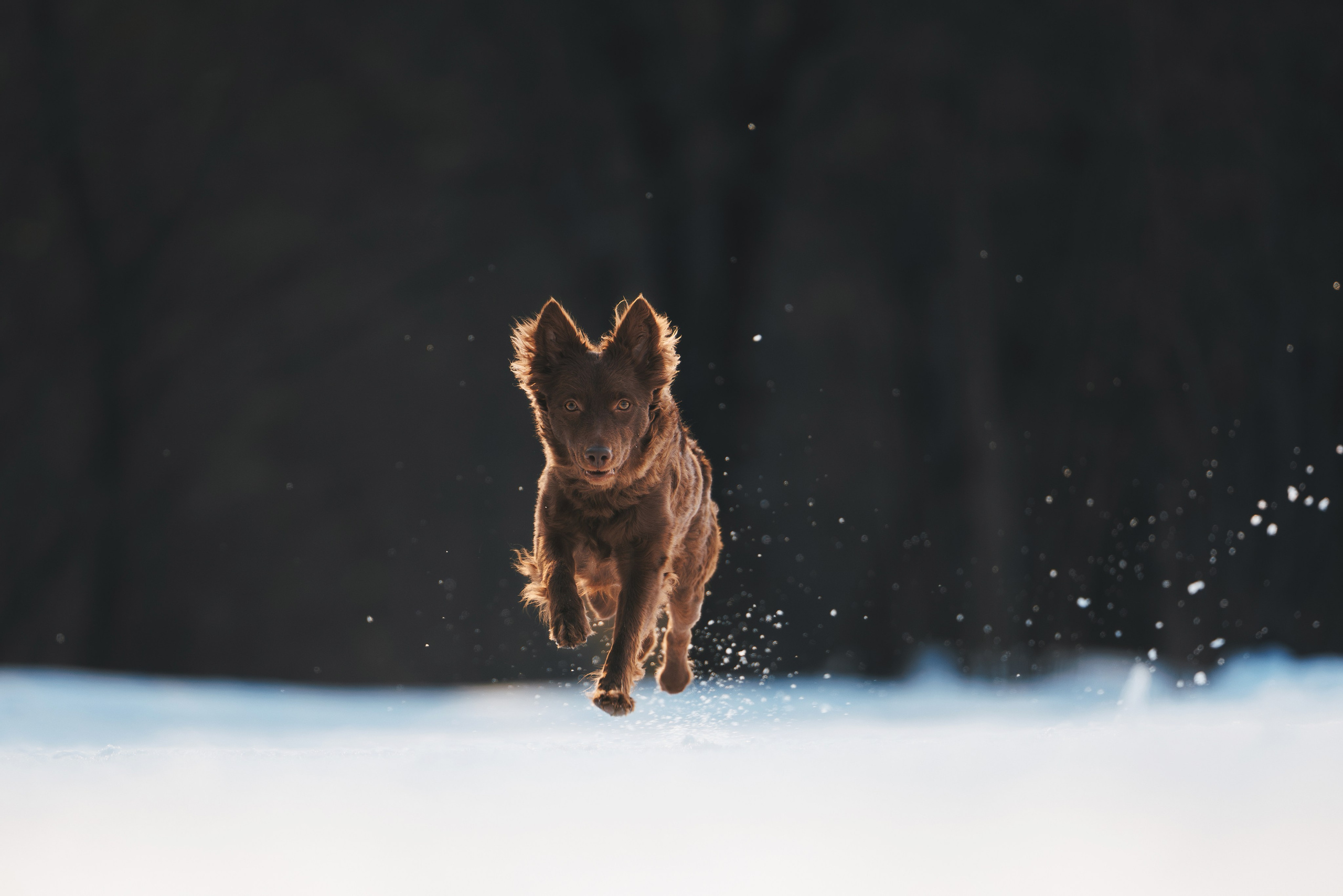 Фотограф анималист Осипчикова Мария