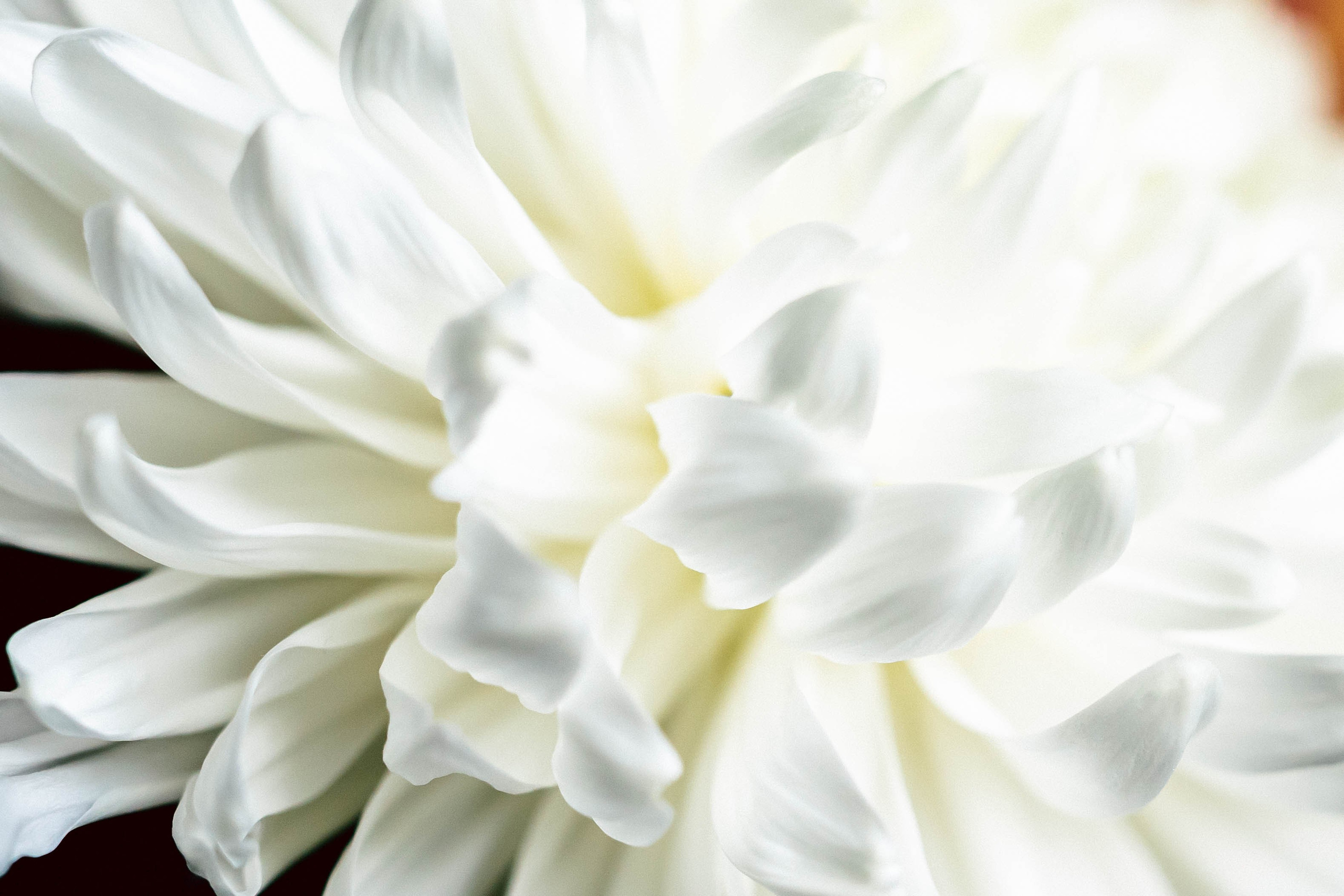 Полина. Твой фотограф Алина Кочергина