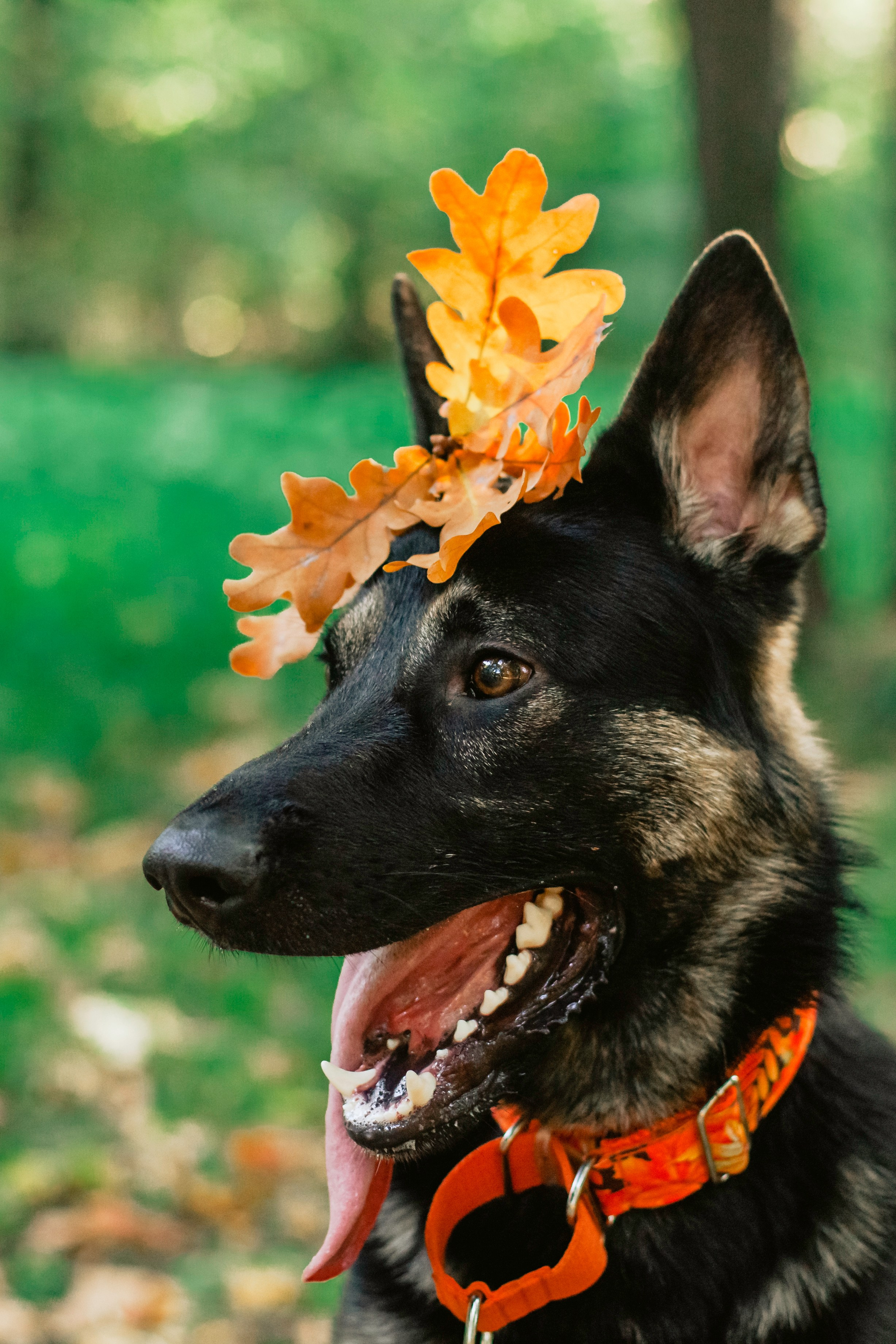 Илай. Фотограф-анималист Татьяна Степанова