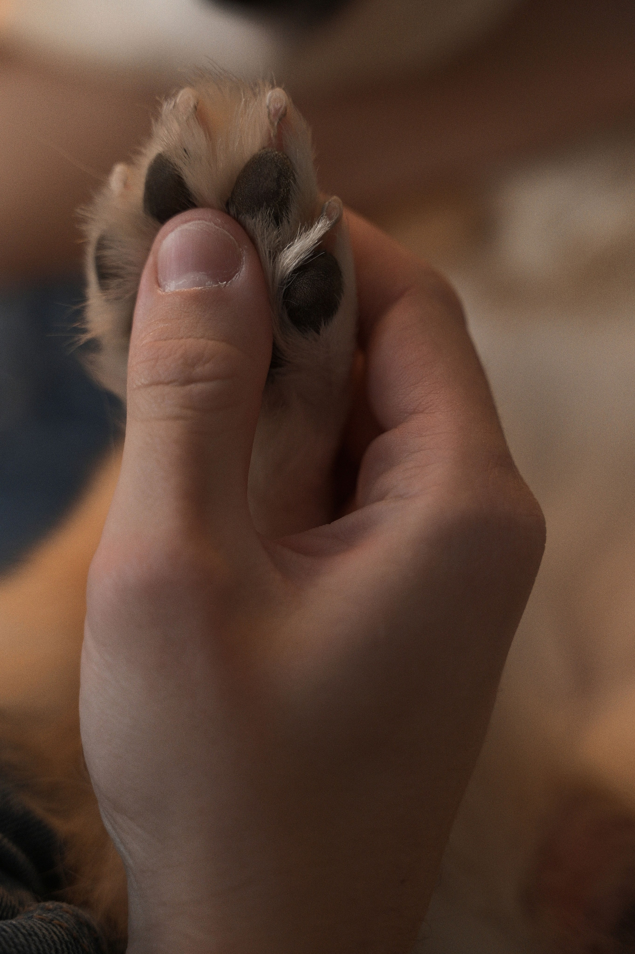 Без лиц, но с мордочкой. Свадебный и портретный фотограф в Брянске Скепская Лилия