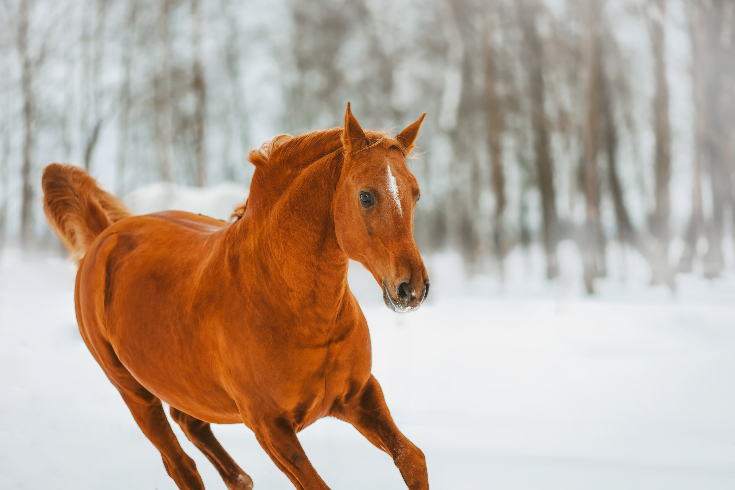 Фотосессии с лошадьми