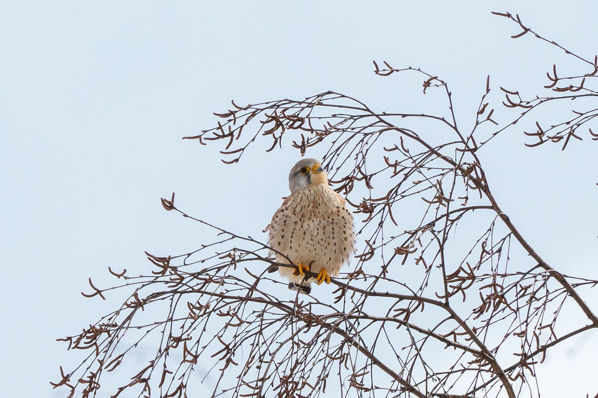 Удивительные мир птиц. Вокруг нас столько прекрасного — присмотритесь!. Ваш личный фотограф Марина Волкова