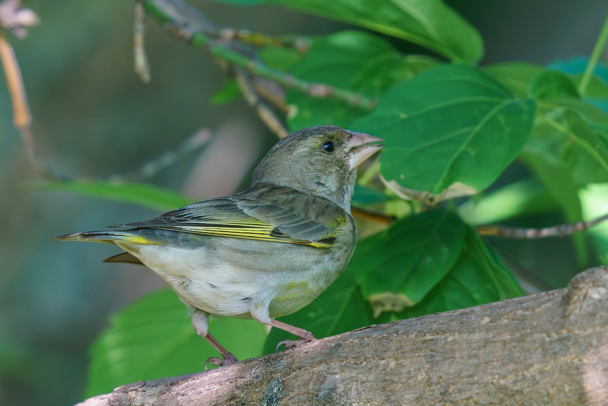Удивительные мир птиц. Вокруг нас столько прекрасного — присмотритесь!. Ваш личный фотограф Марина Волкова