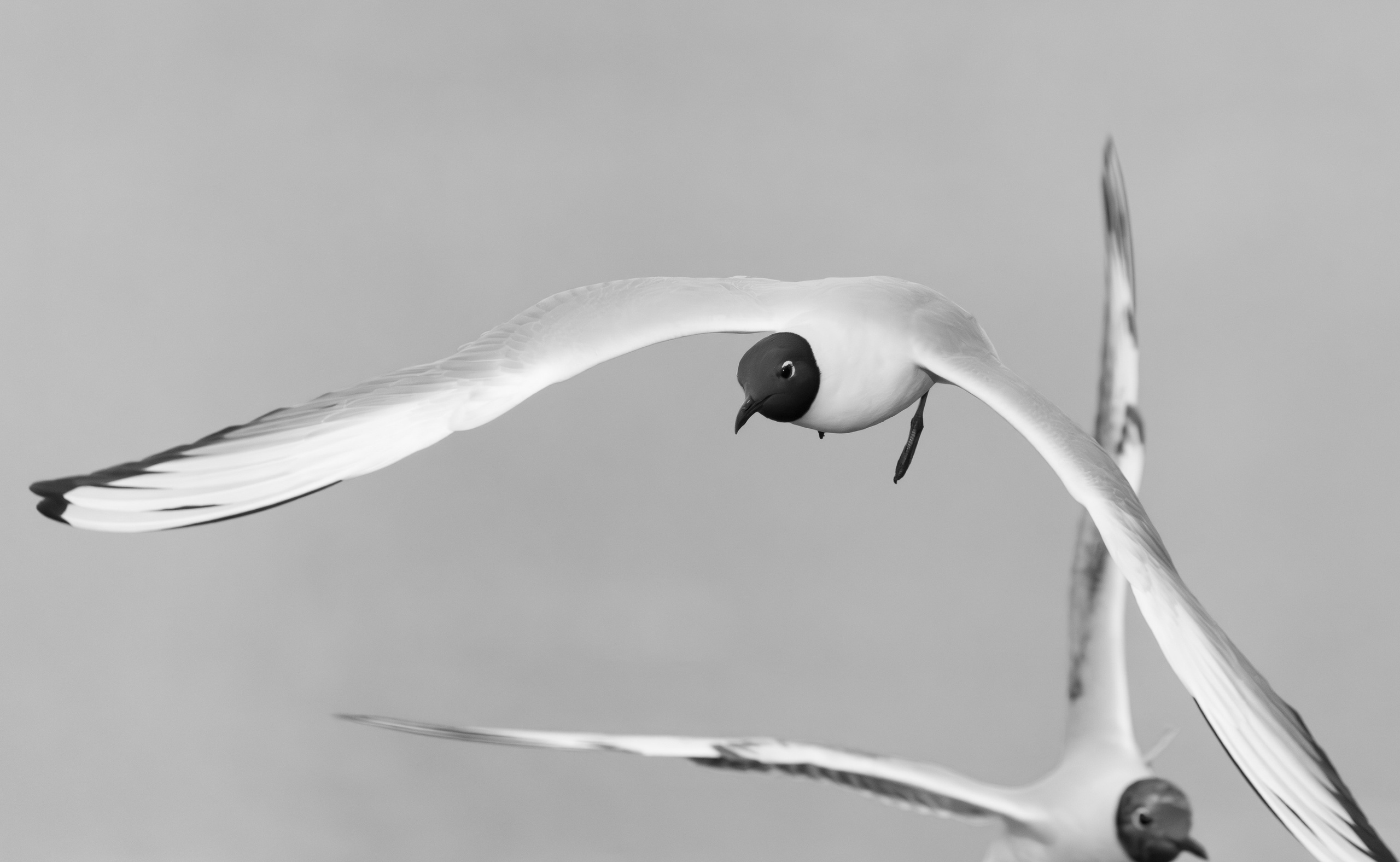 Птицы и животные. Oles Paritskiy