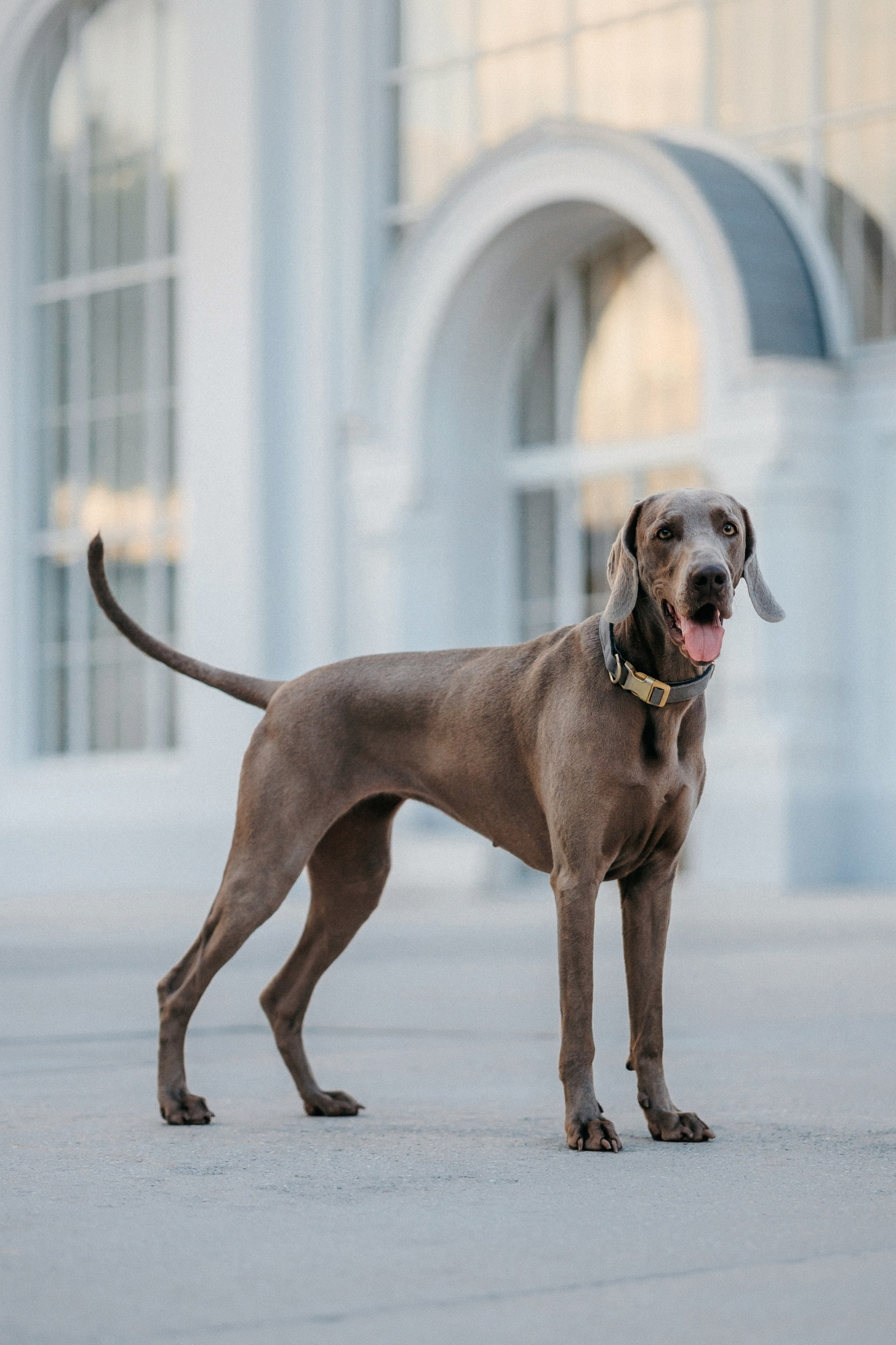 Соня и Майли. Фотограф-анималист Елена Радченко, Москва