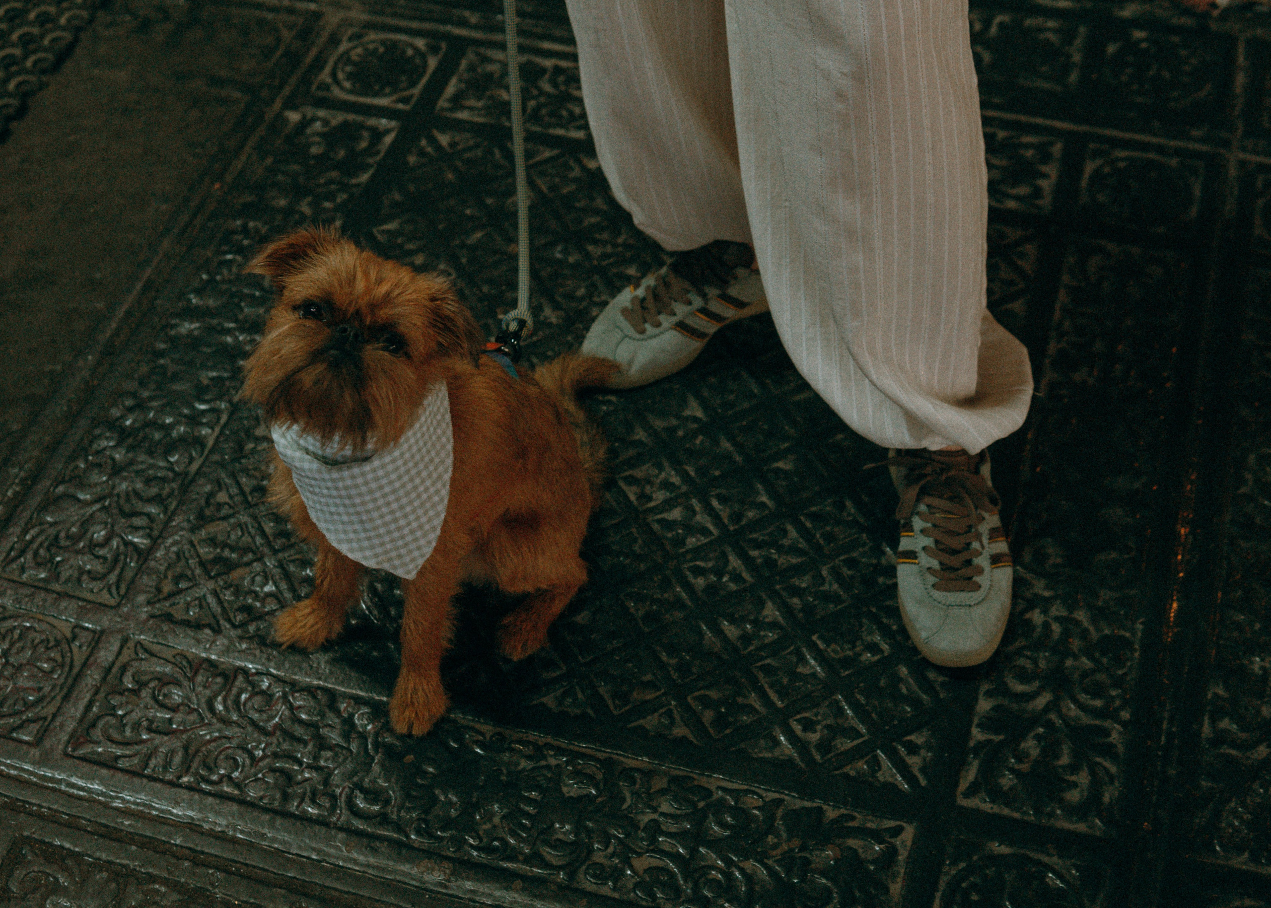 Лена и Альфи. Фотограф-анималист Ксения Воробьева, Москва