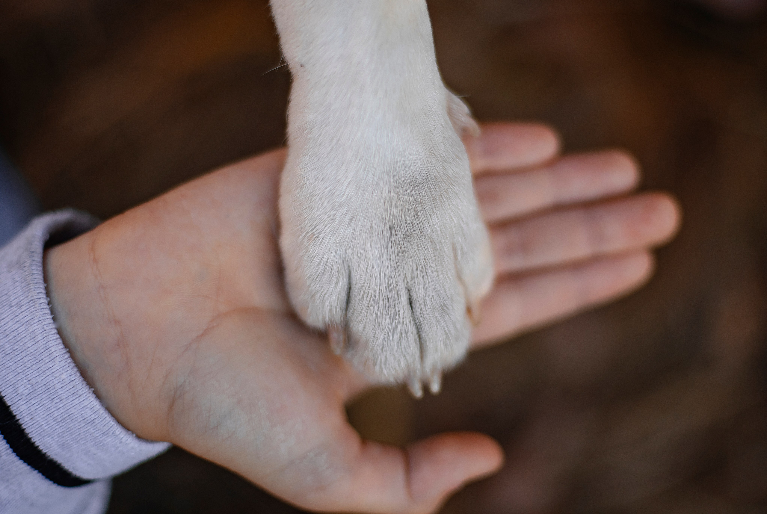 Софья & Боня. Фотограф Григорьева Ольга. Портретная, семейная съёмка, Love Stori, видеосъёмка в городе Чита. Выпускные альбомы, фотокниги