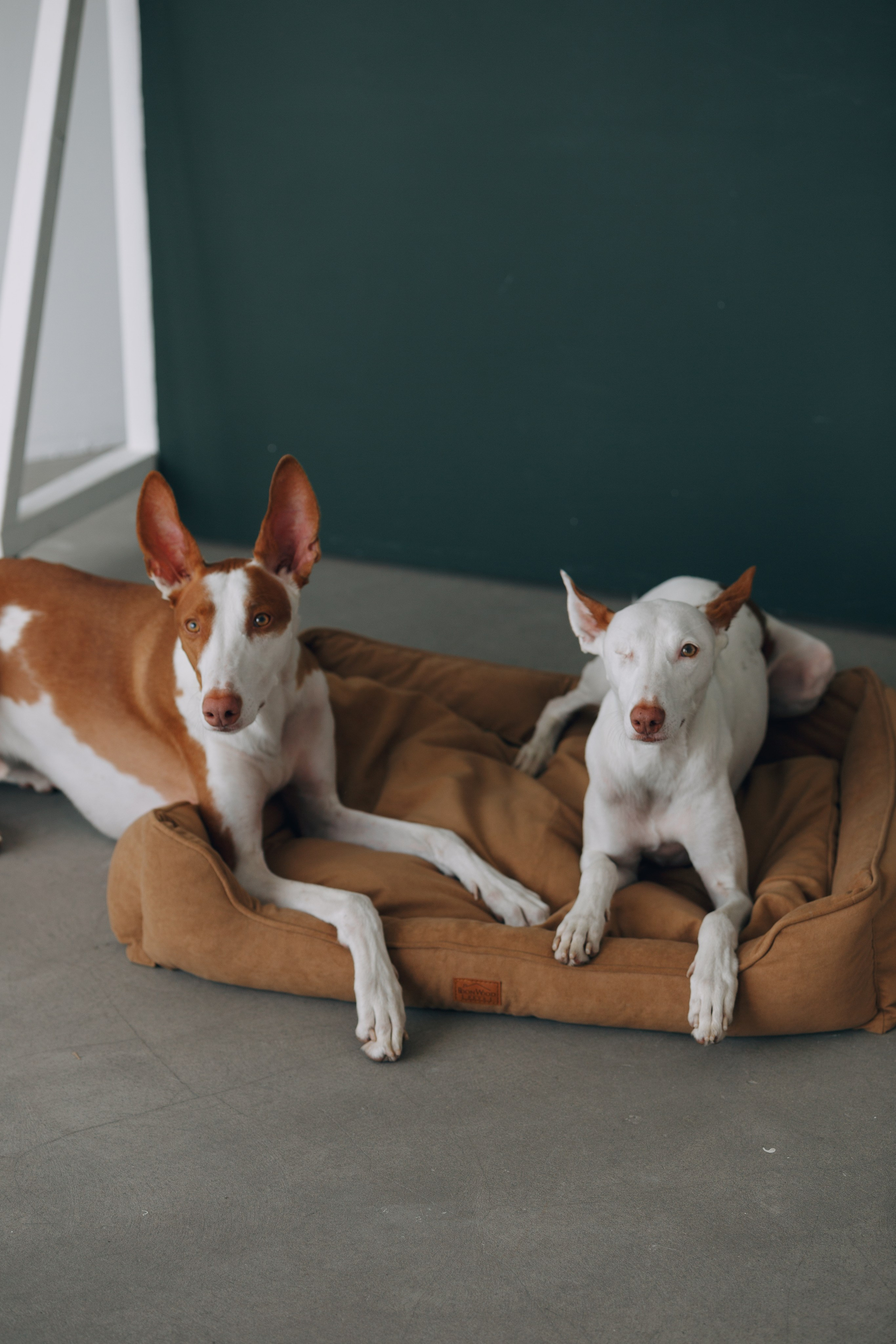 Boonwood Pets лежанки для животных. Фотограф анималист Кристина Карпова, Москва