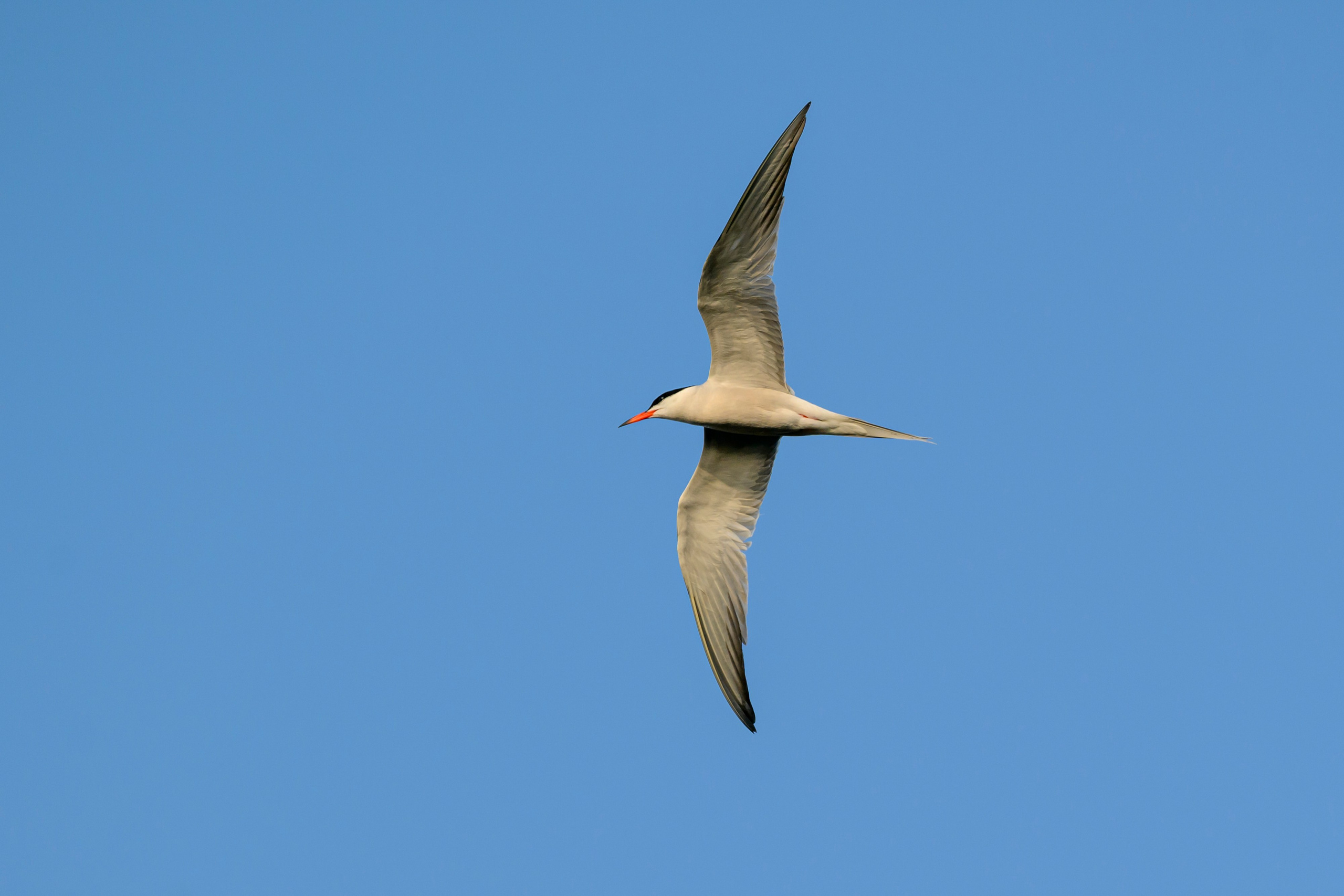 Большой кроншнеп и крачки. Wildlife photography by Sergey Puponin