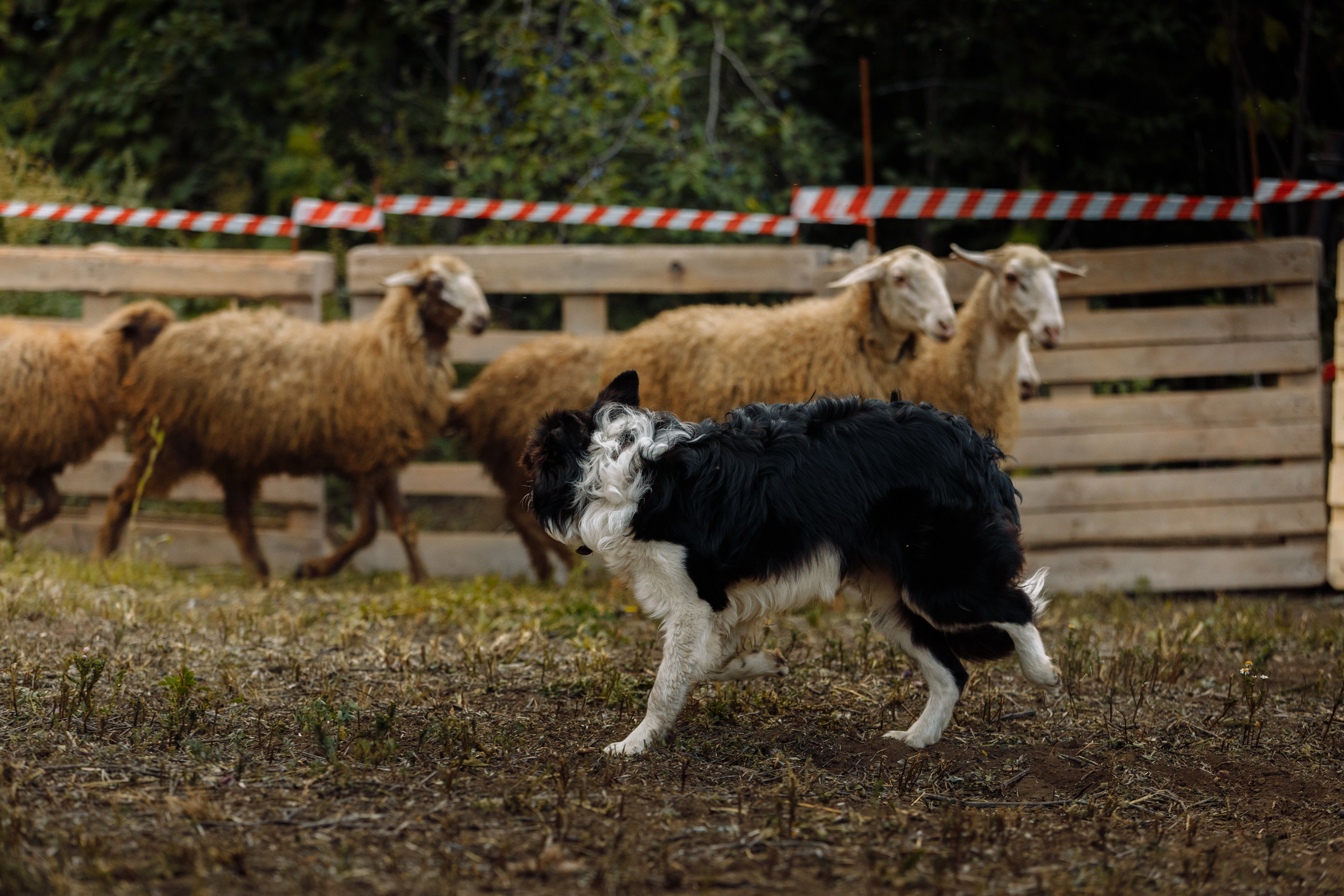 Овечий день. О нас