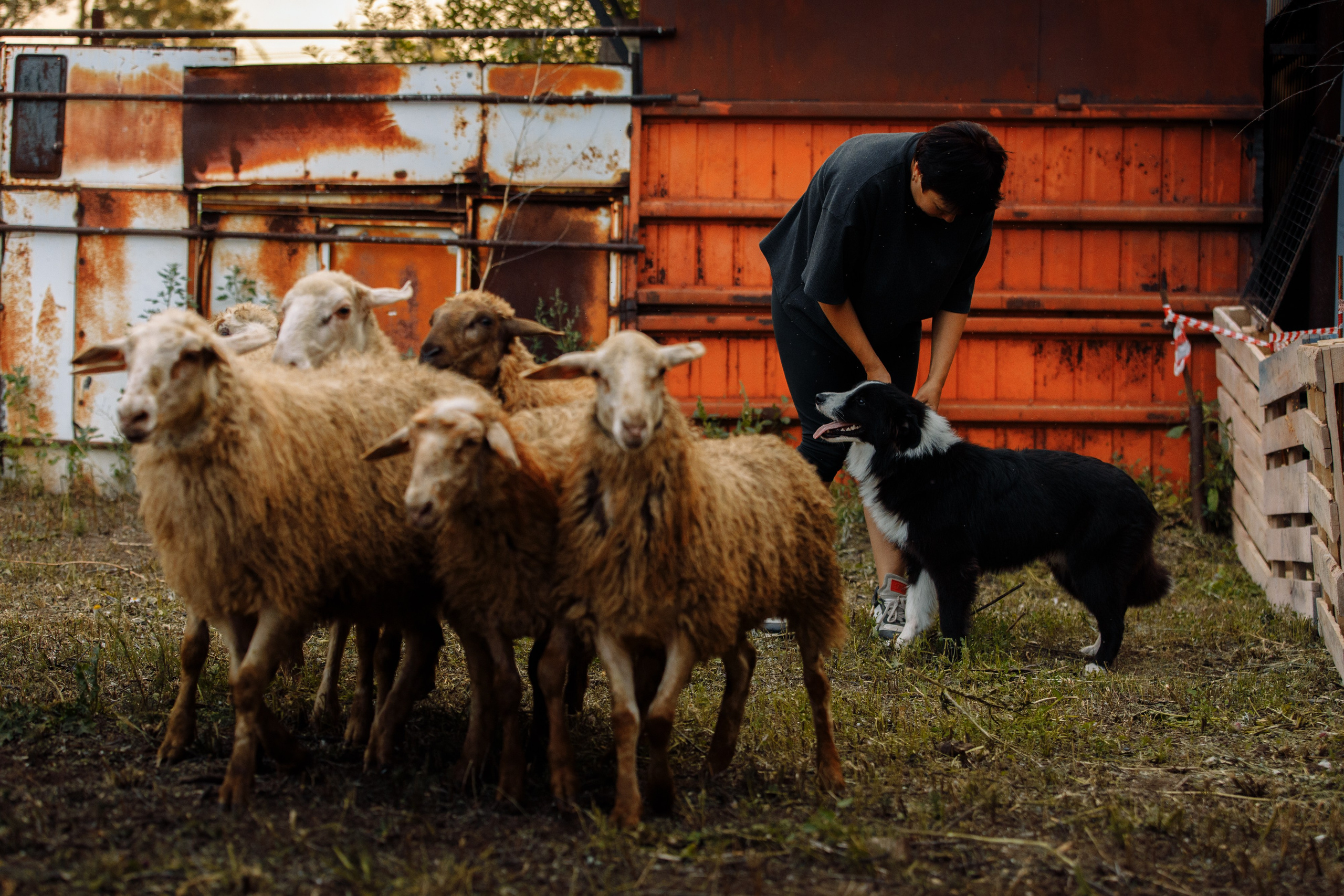 Овечий день. О нас