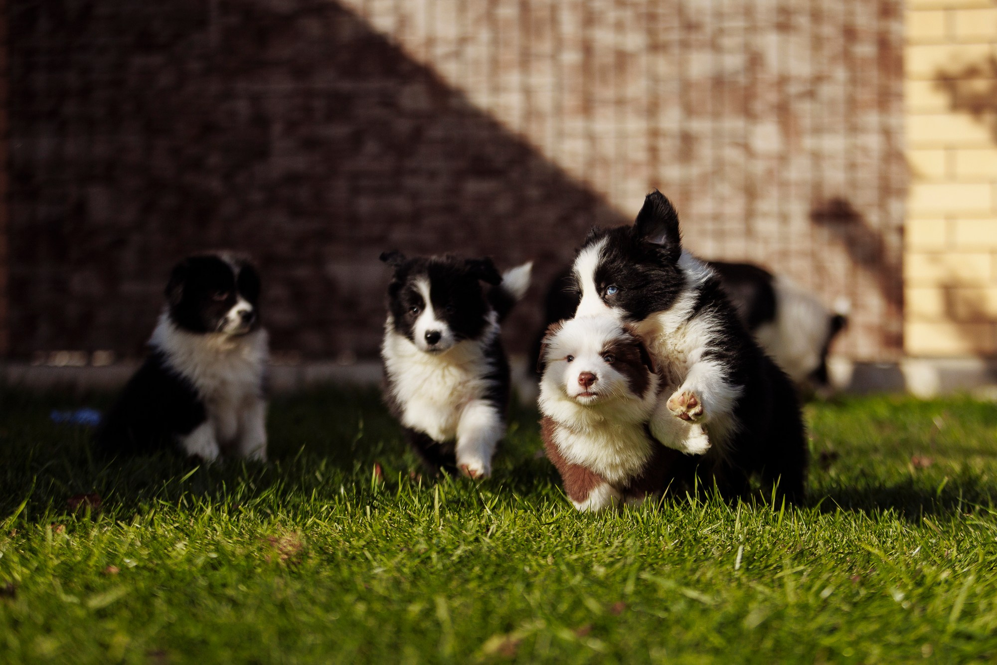 У дома с большой компанией от мала до велика. О нас