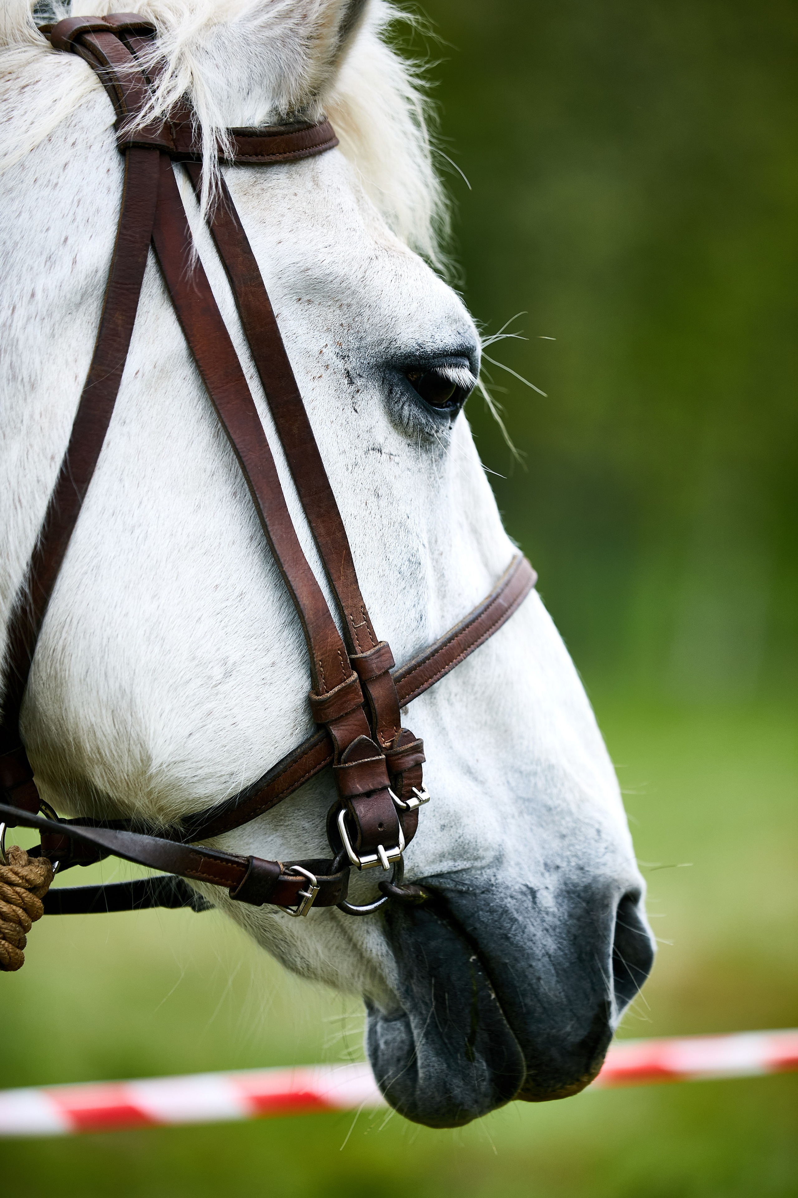 Покровский Храм 79 годовщина великой отечественной. Фотограф Михаил Коган — Москва 89267284460