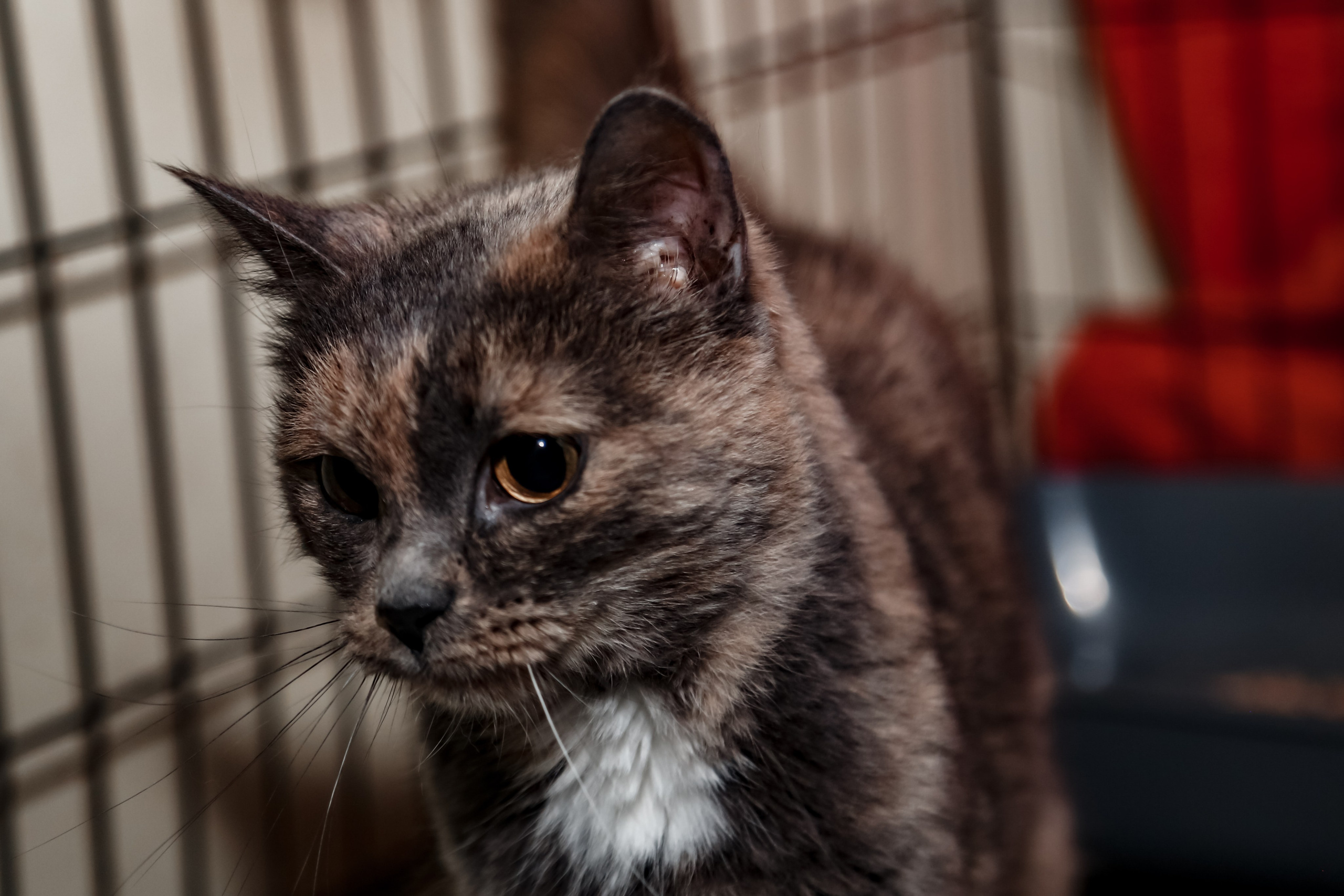 Приют Кошкин Дом Филимоша. Ваш фотограф в Оренбурге Рощупкина Екатерина