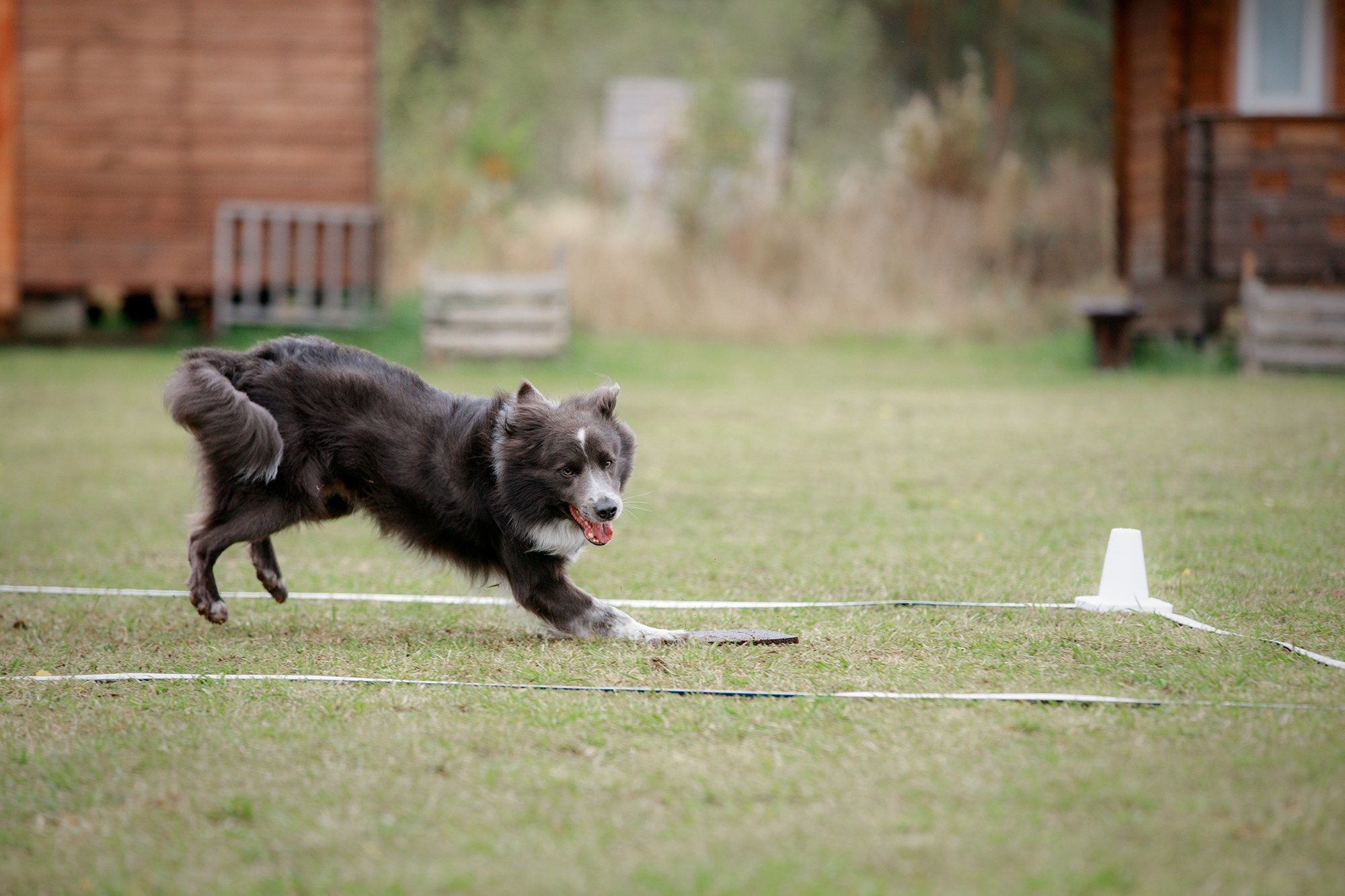 Лагерь по ОБД с Инной Баженовой. Фотограф-анималист Mary Mart — Москва, Питер