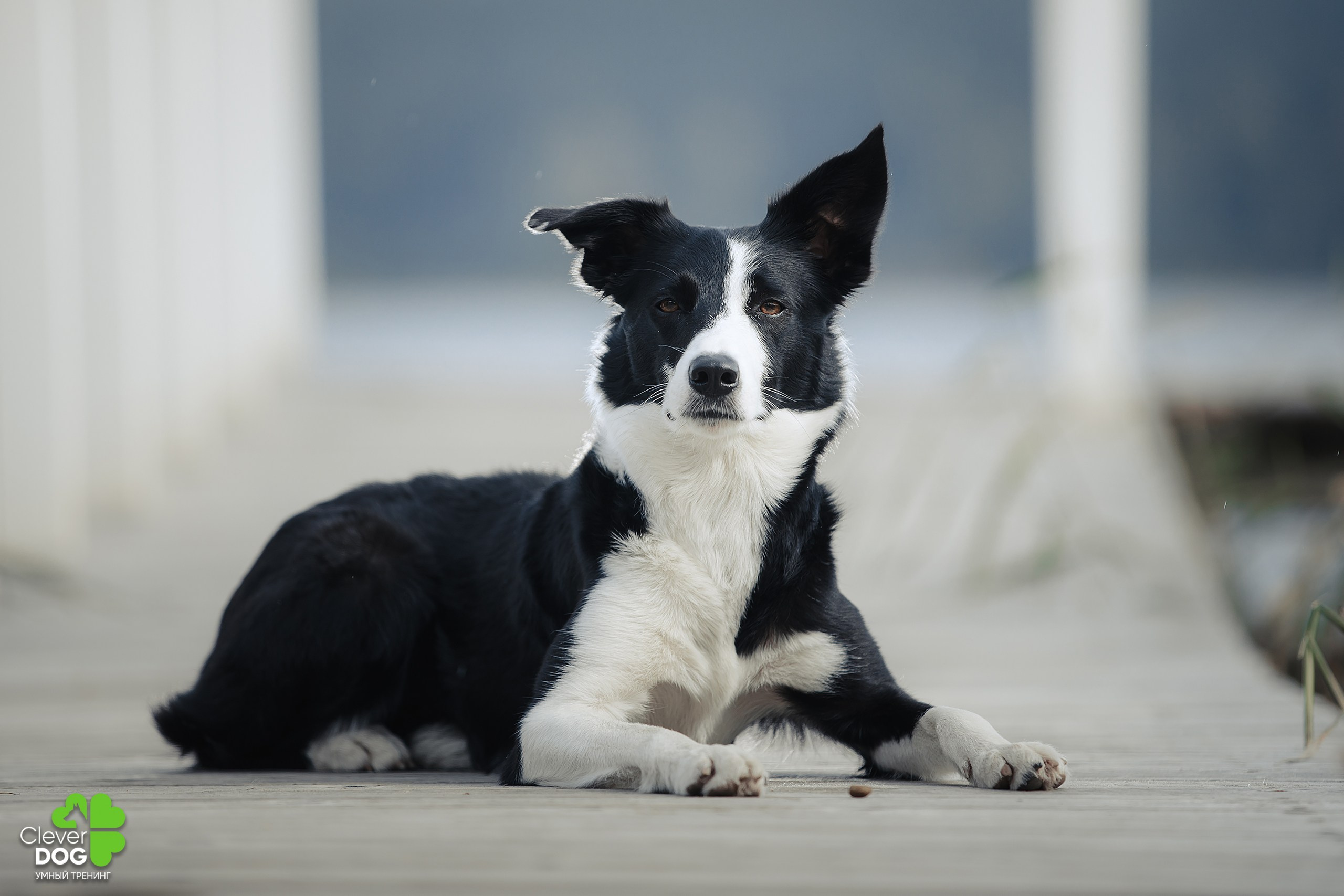 Кинологический лагерь CleverDog, 2024. Фотограф-анималист Mary Mart — Москва, Питер