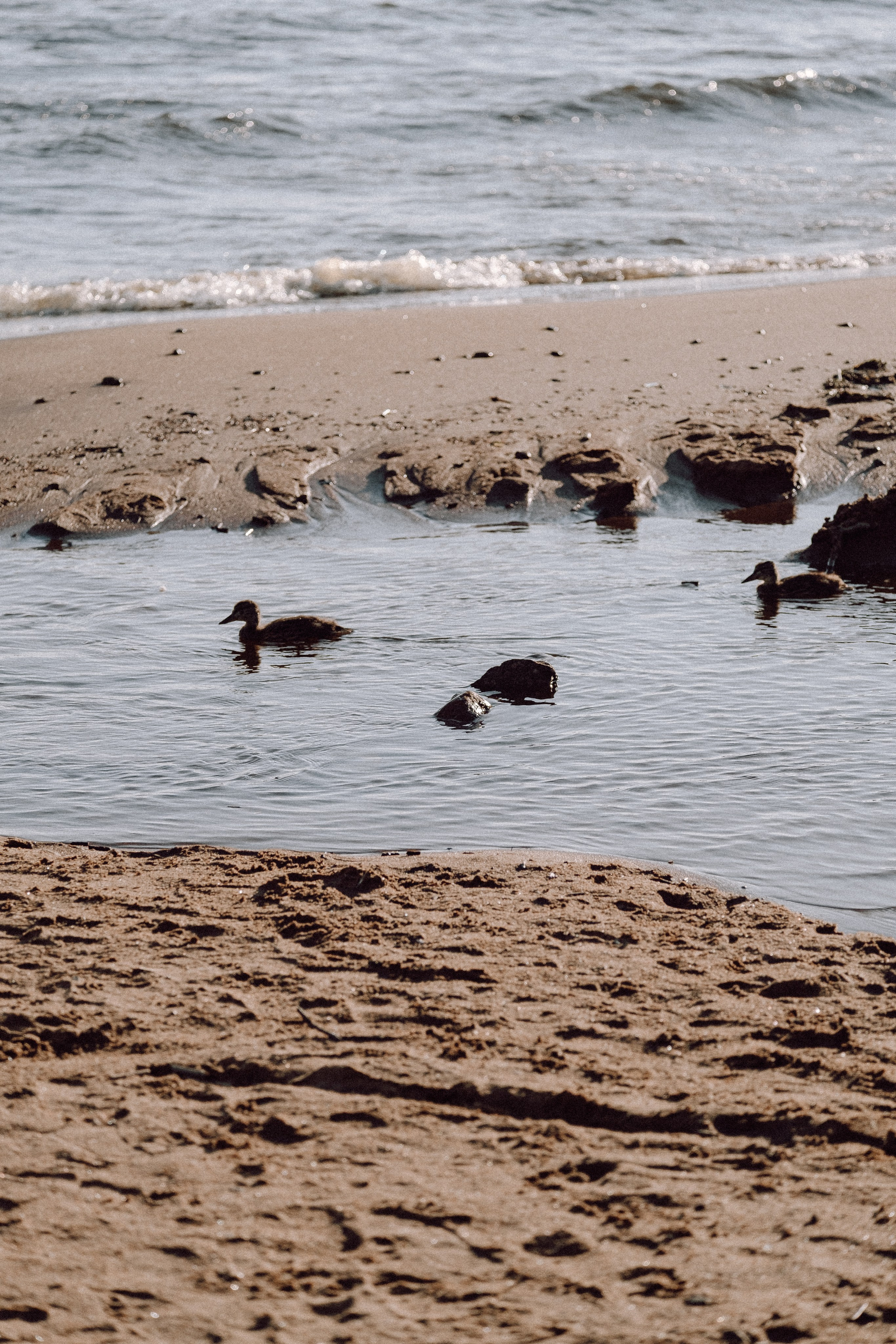 ПРОГУЛКА НА БЕРЕГУ ФИНСКОГО ЗАЛИВА. Профессиональный фотограф, Санкт-Петербург — Виктория Богомолова