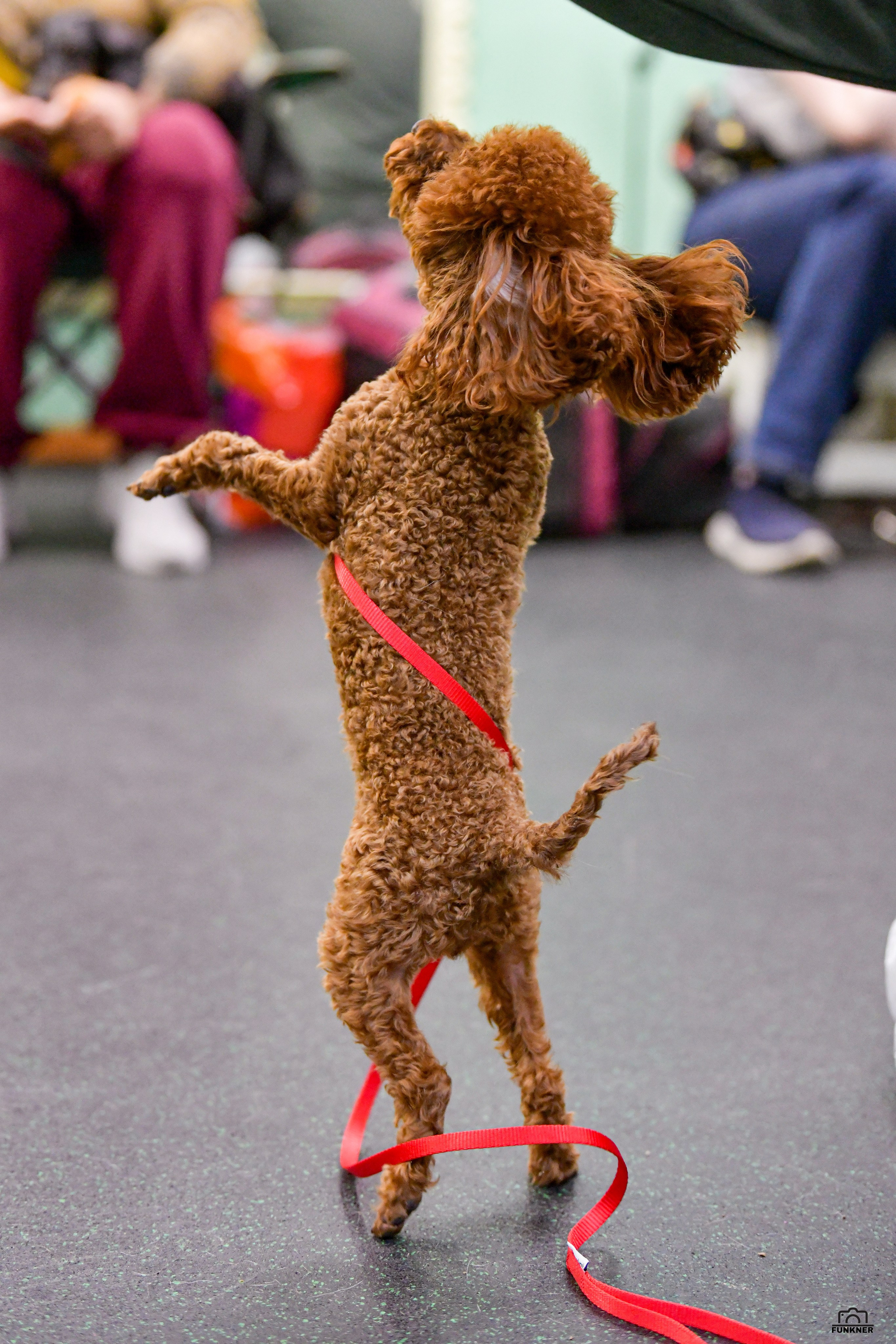 Кинологический клуб «Бодрый хвост». Свой взгляд через объектив